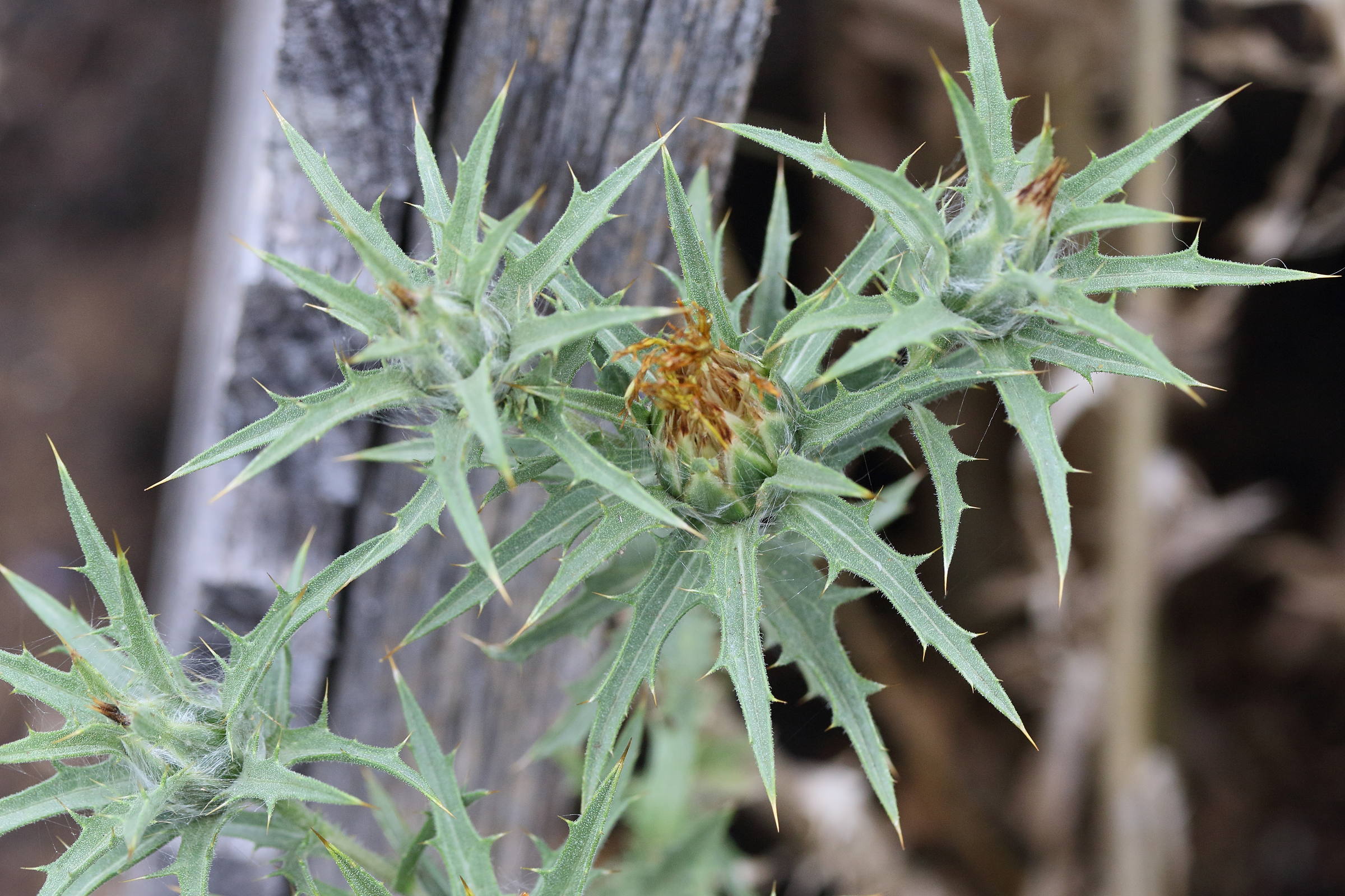 Afficher le média carthamus_lanatus2md carthamus_lanatus2md