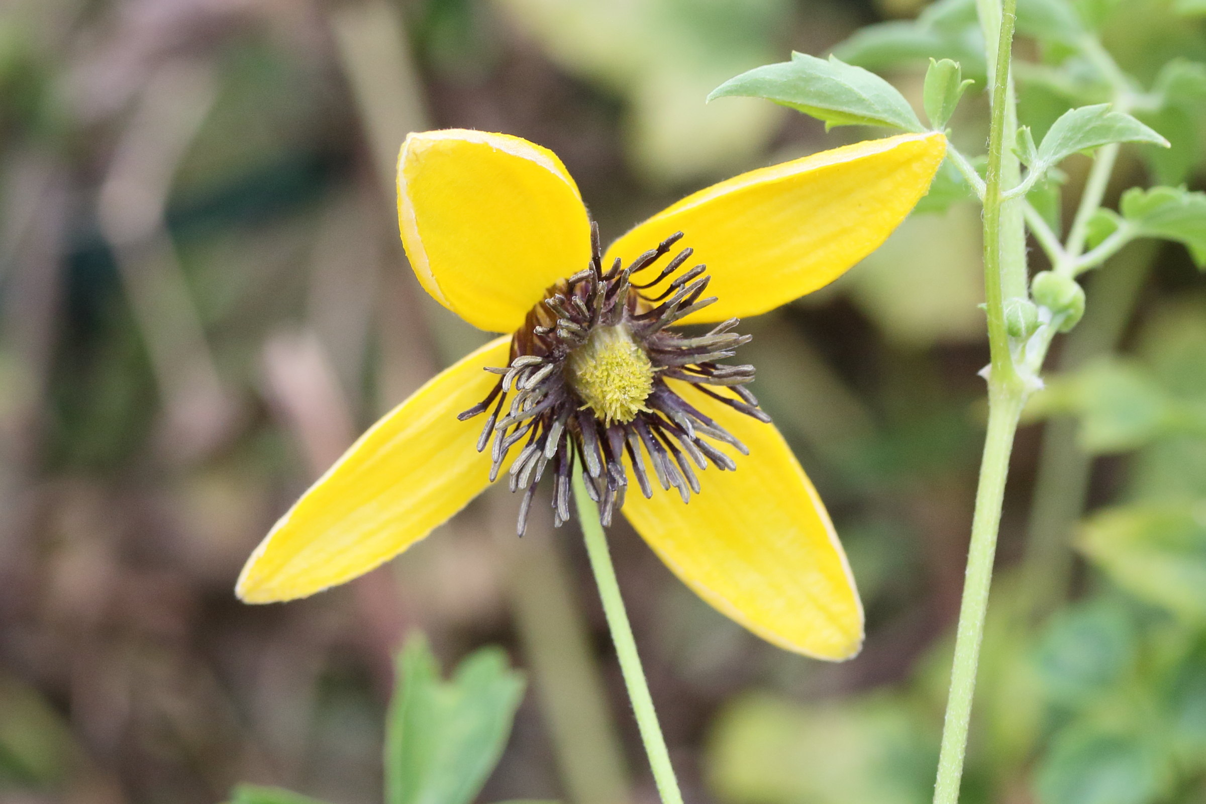 clematis_tangutica4md