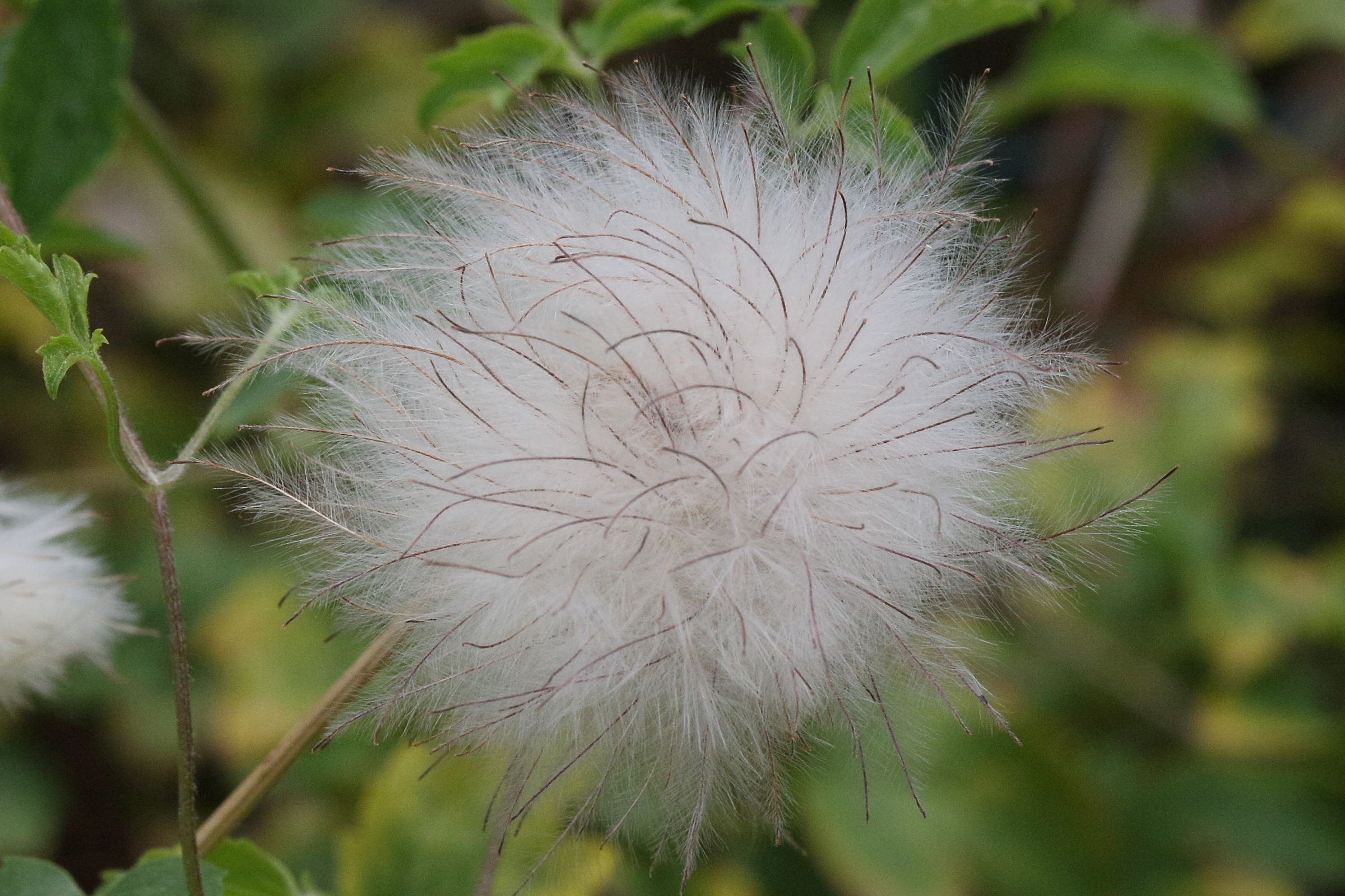 clematis_tangutica5md