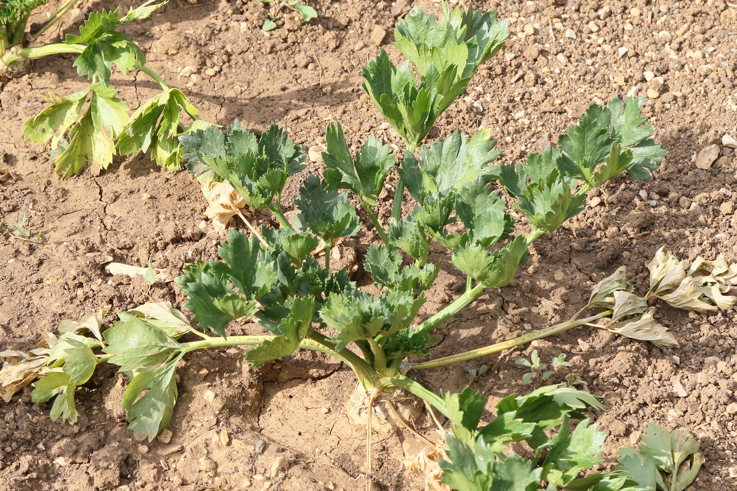 apium_graveolens_rapaceum1md