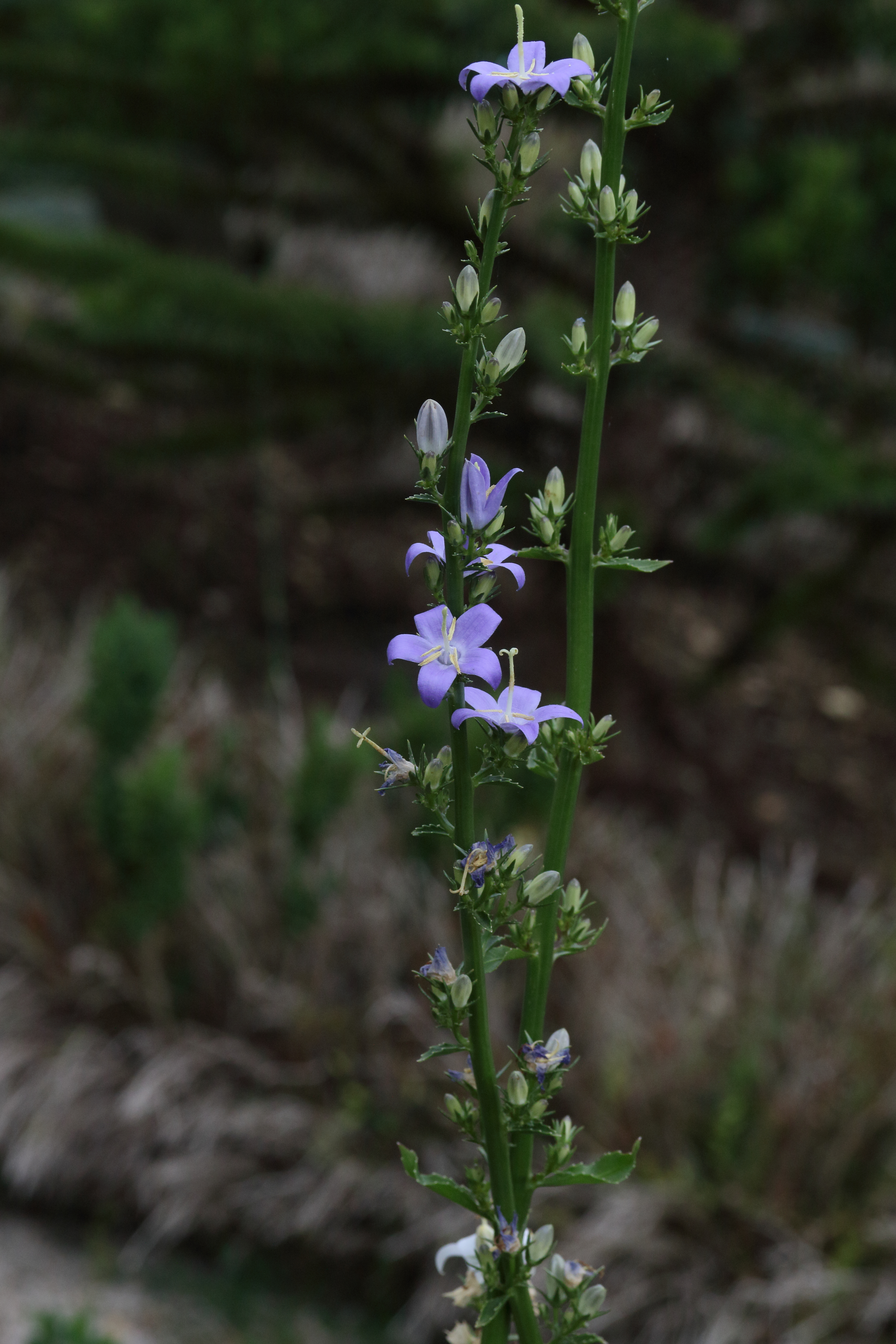 campanula_pyramidalis1md