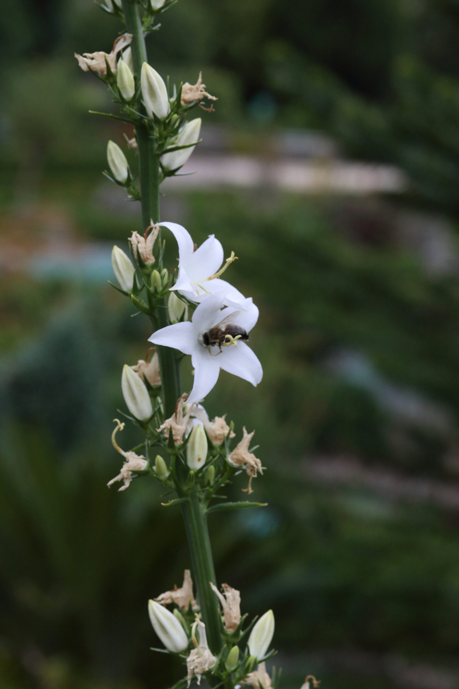 campanula_pyramidalis2md