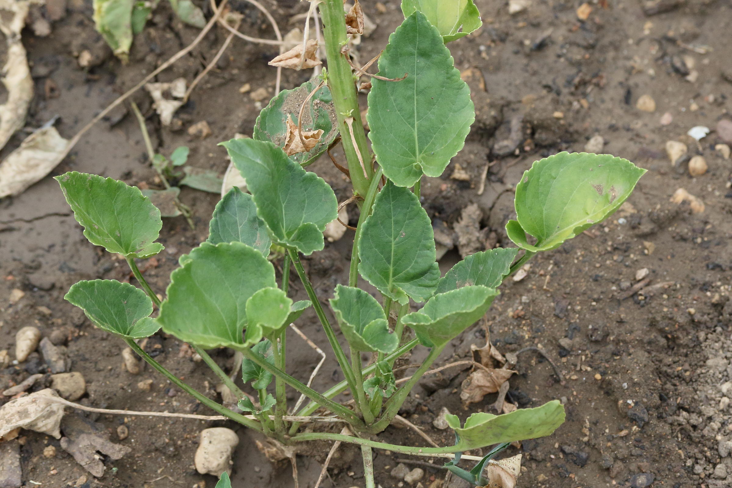 campanula_pyramidalis3md