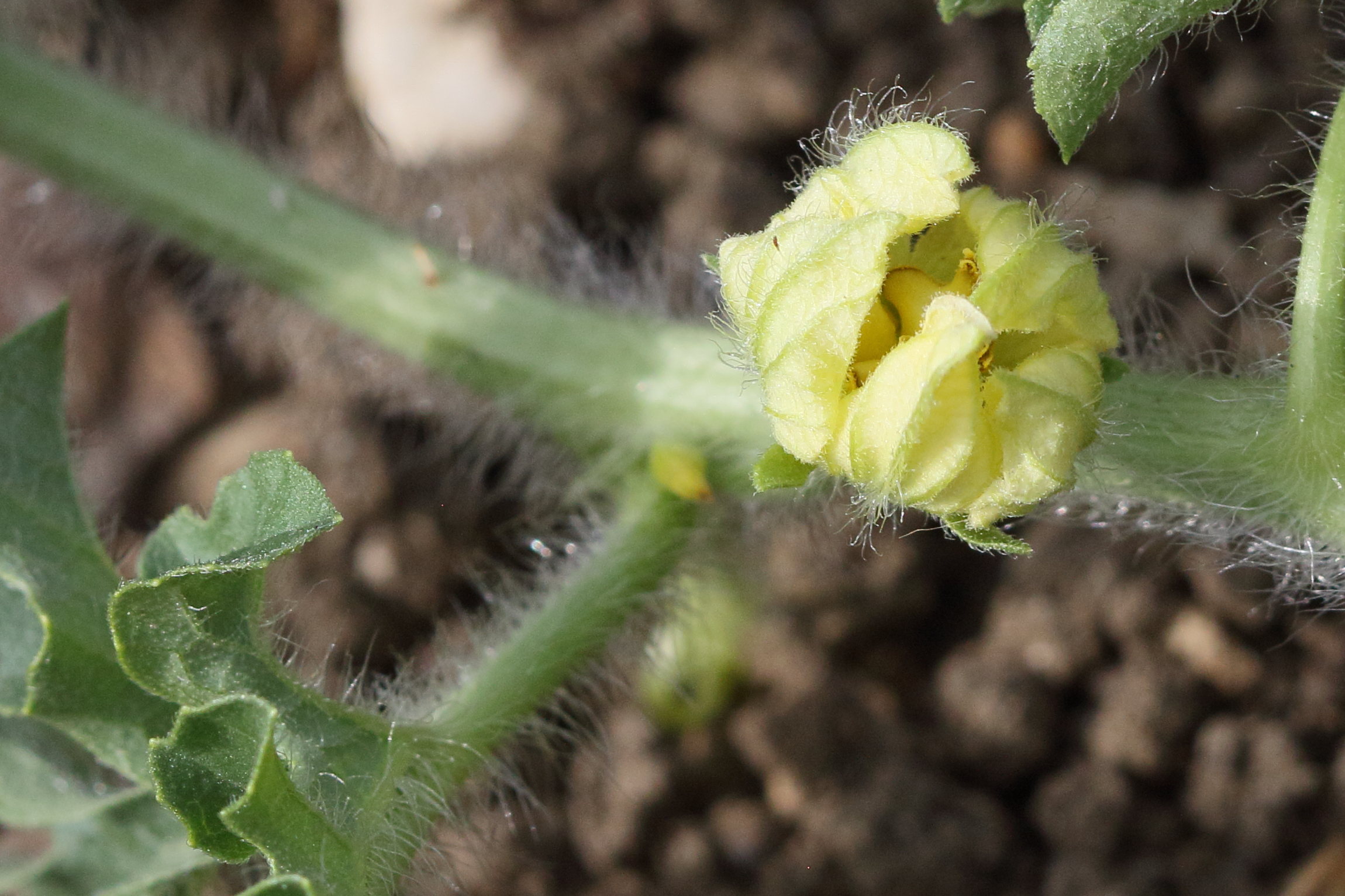 Afficher le média citrullus_lanatus4bd citrullus_lanatus4bd