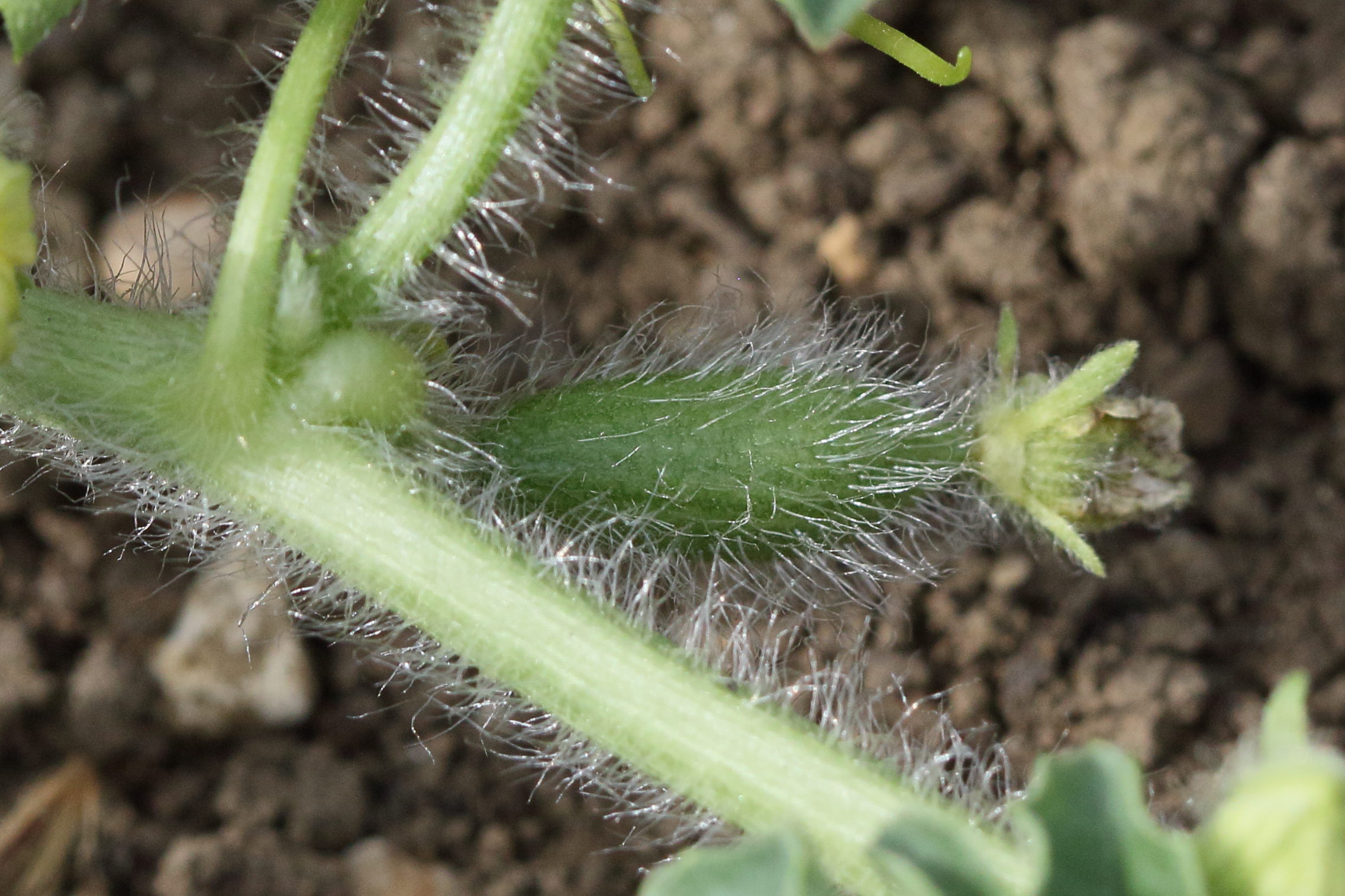 Afficher le média citrullus_lanatus5bd citrullus_lanatus5bd