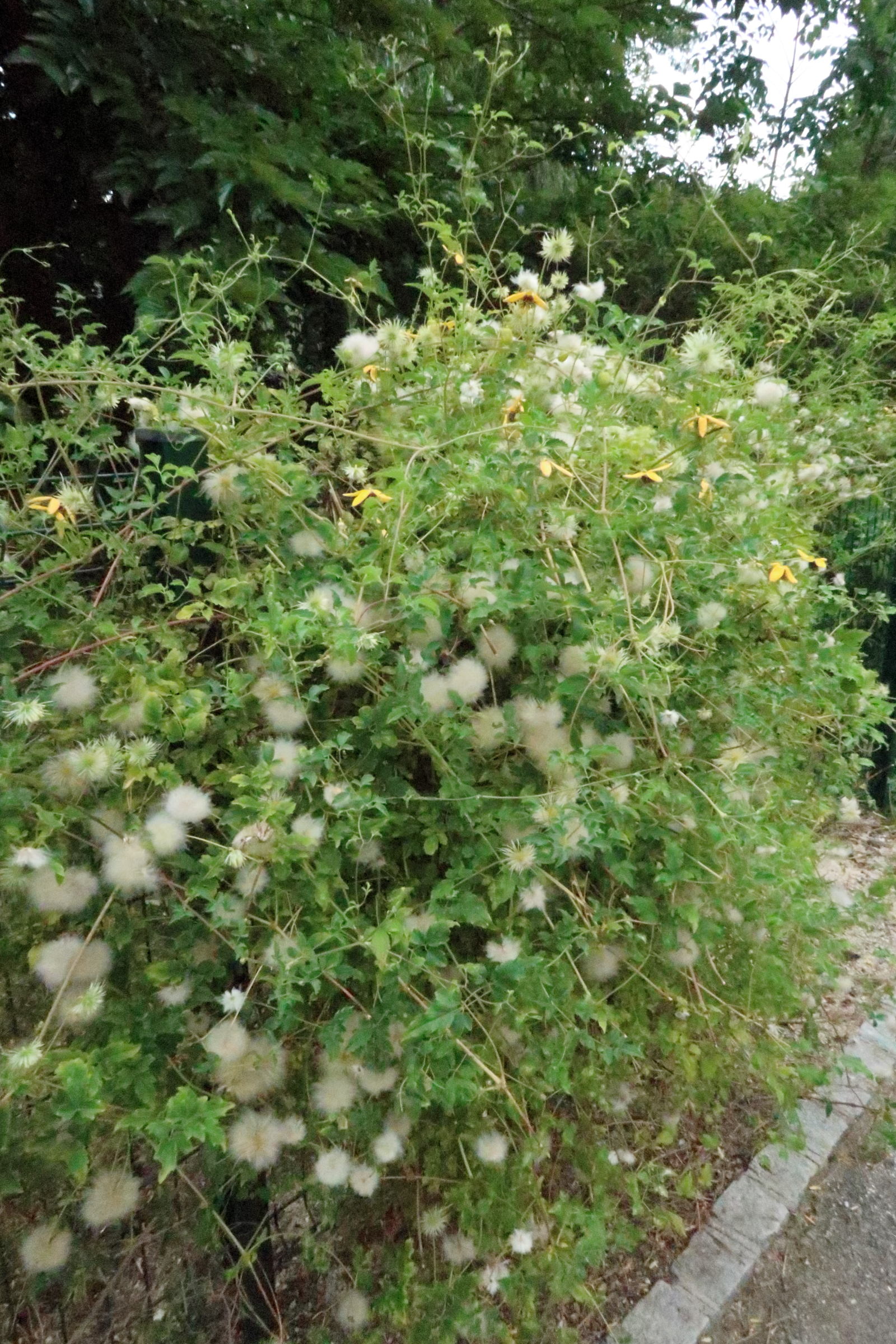 clematis_tangutica6md