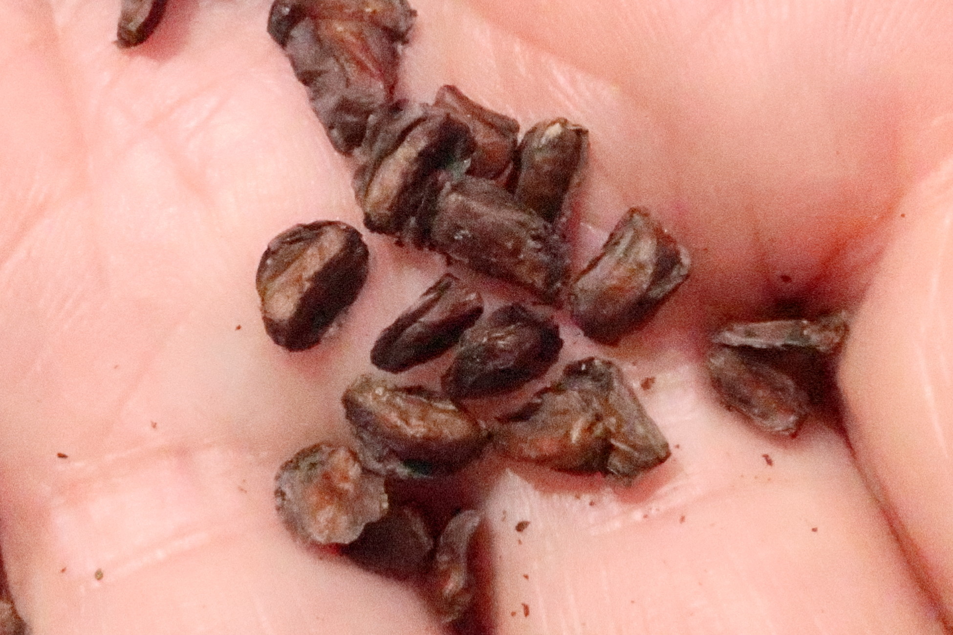 Afficher le média cupressus_arizonicamd cupressus_arizonicamd