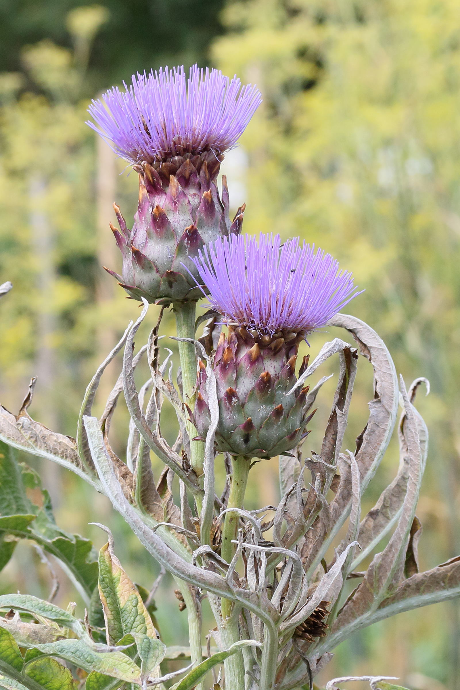 cynara_cardunculus6md
