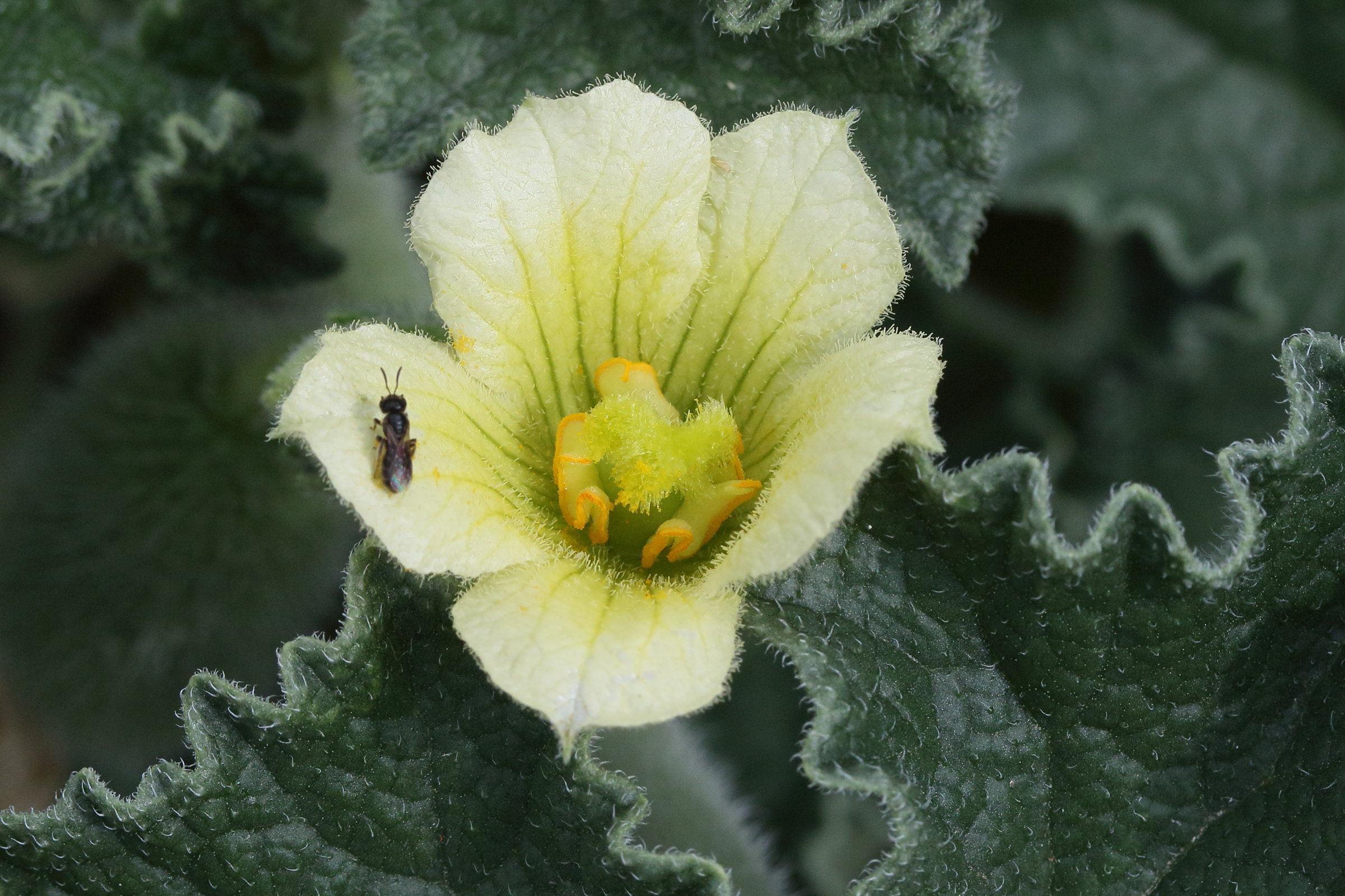 ecballium_elaterium7md