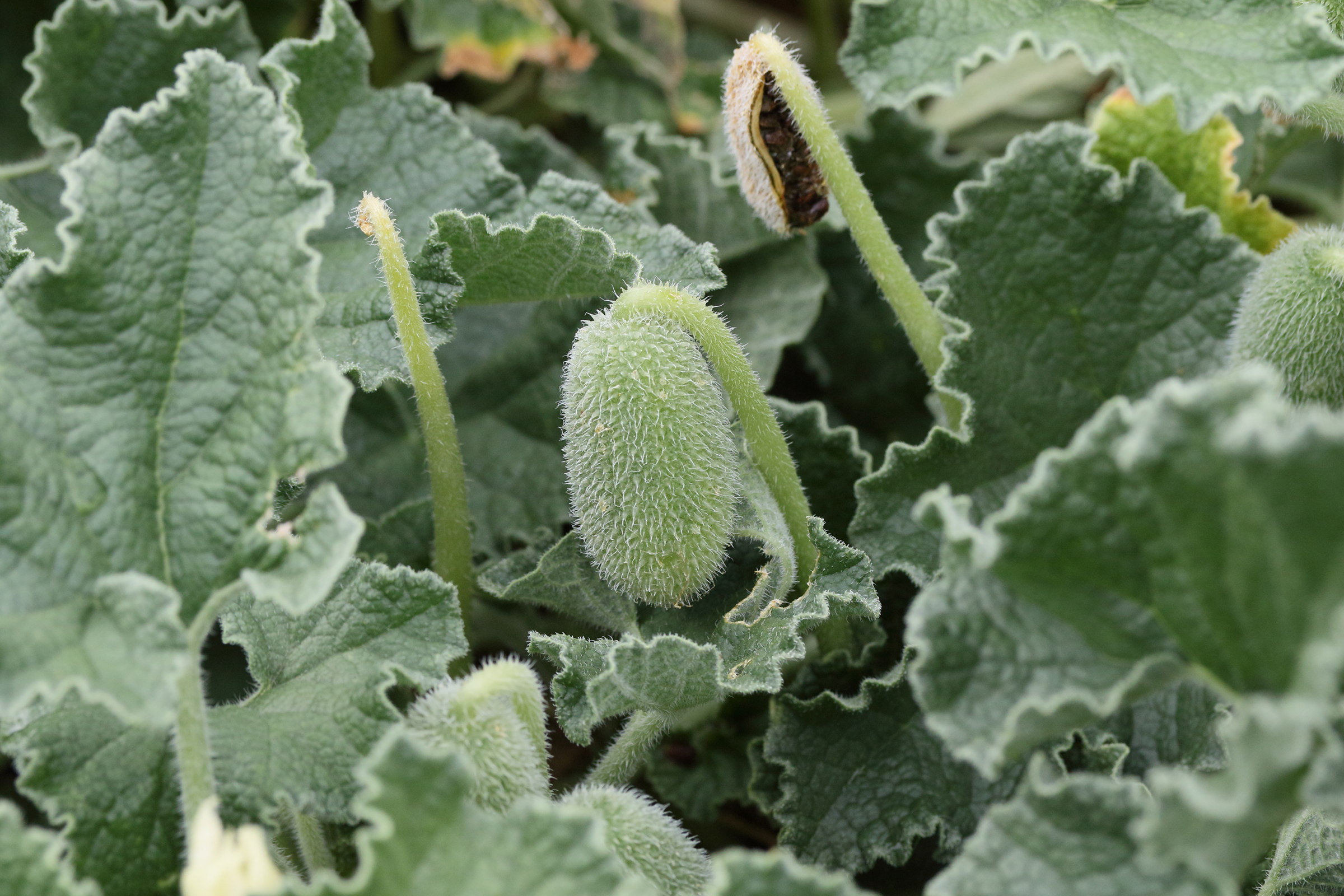 ecballium_elaterium8md