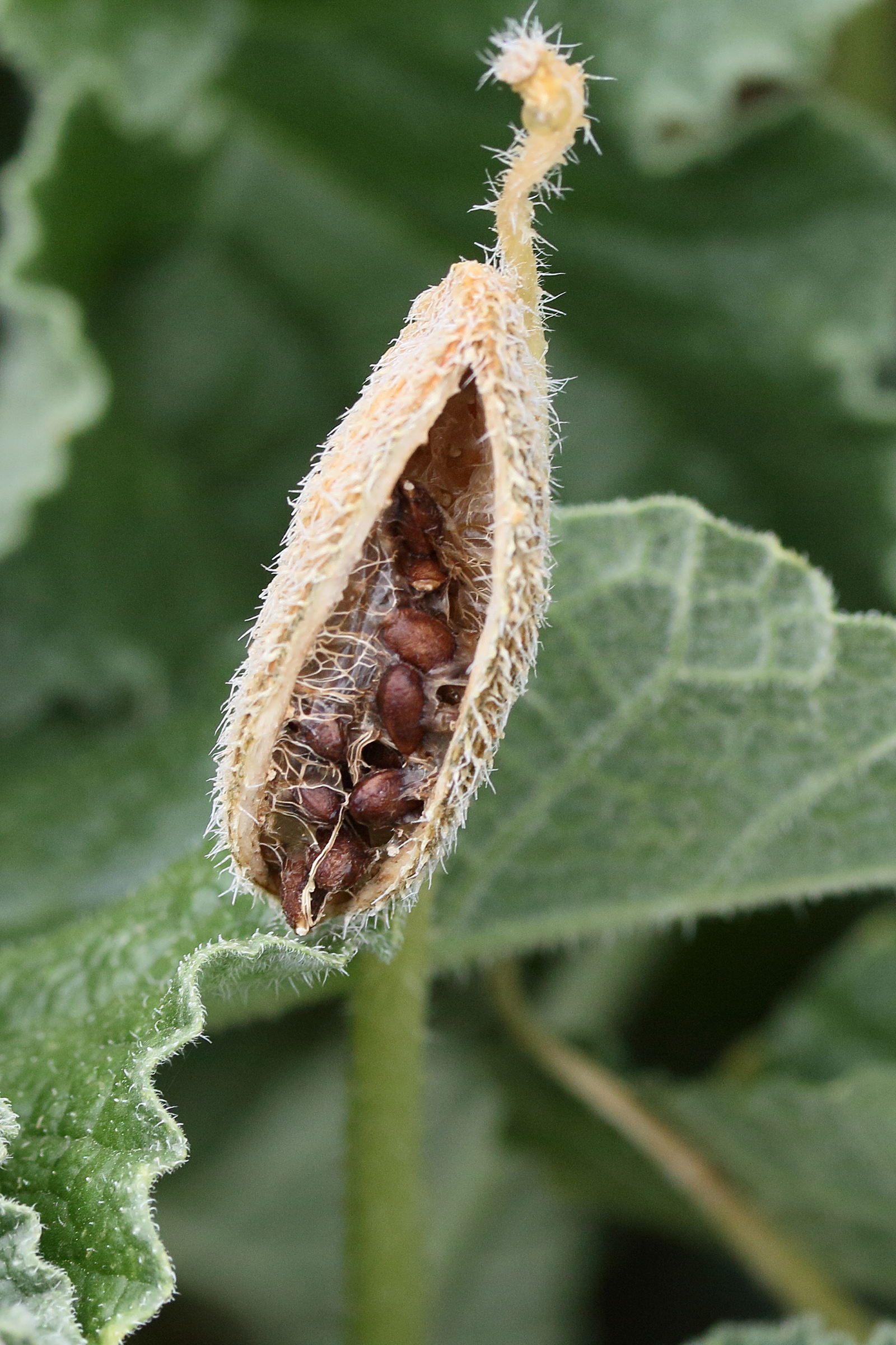 ecballium_elaterium9md