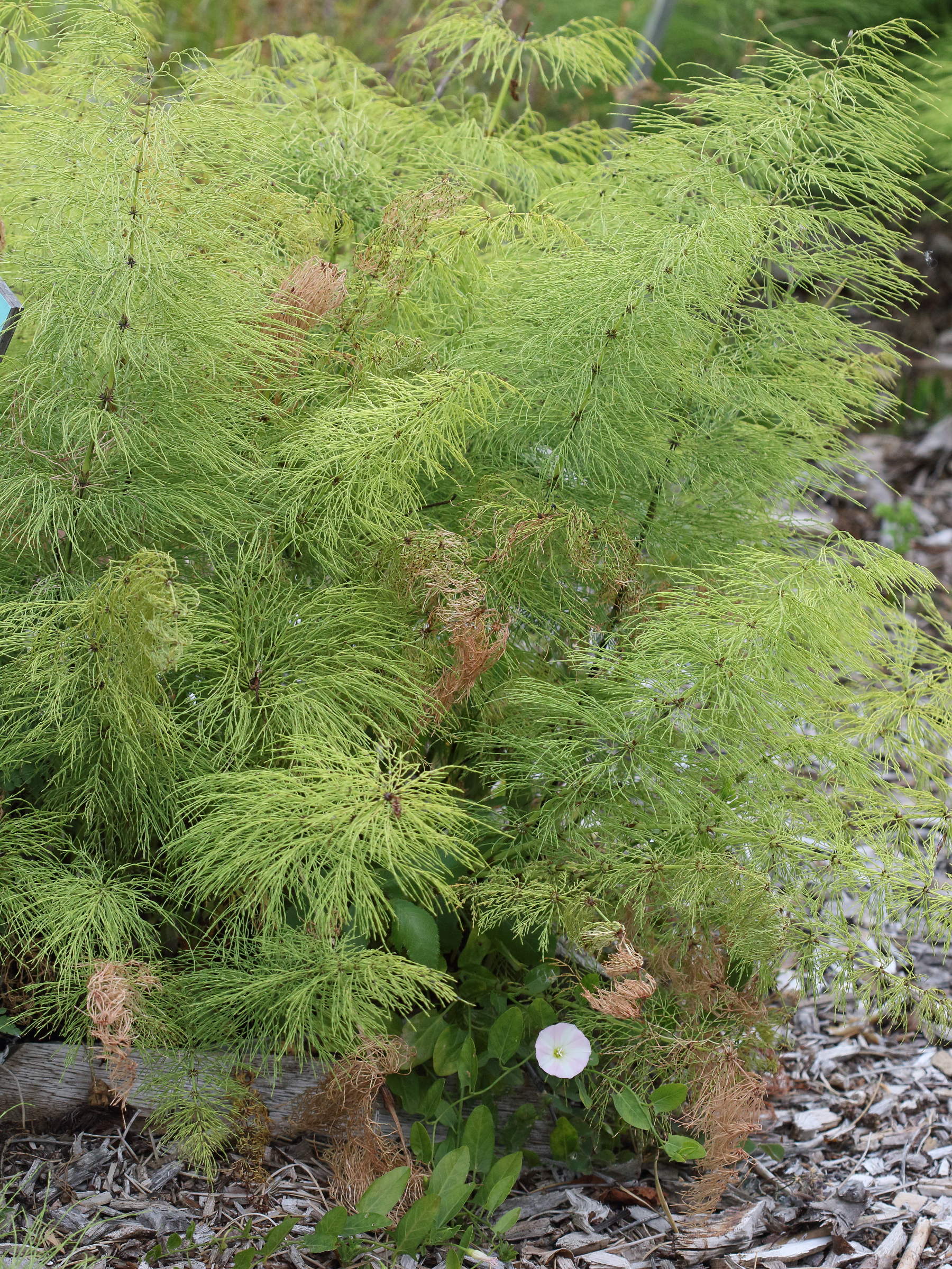 equisetum_sylvaticum1bd