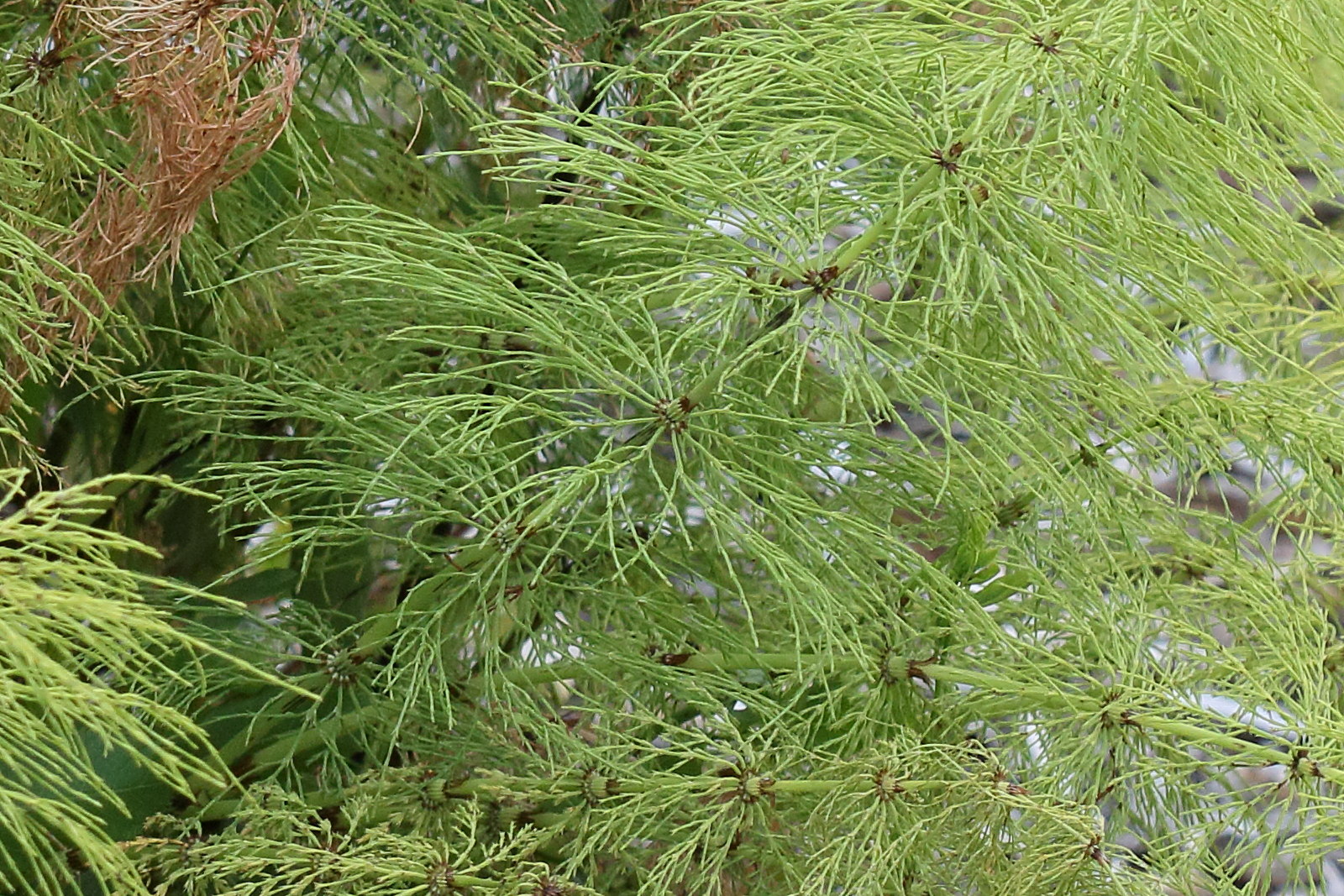 equisetum_sylvaticum2bd