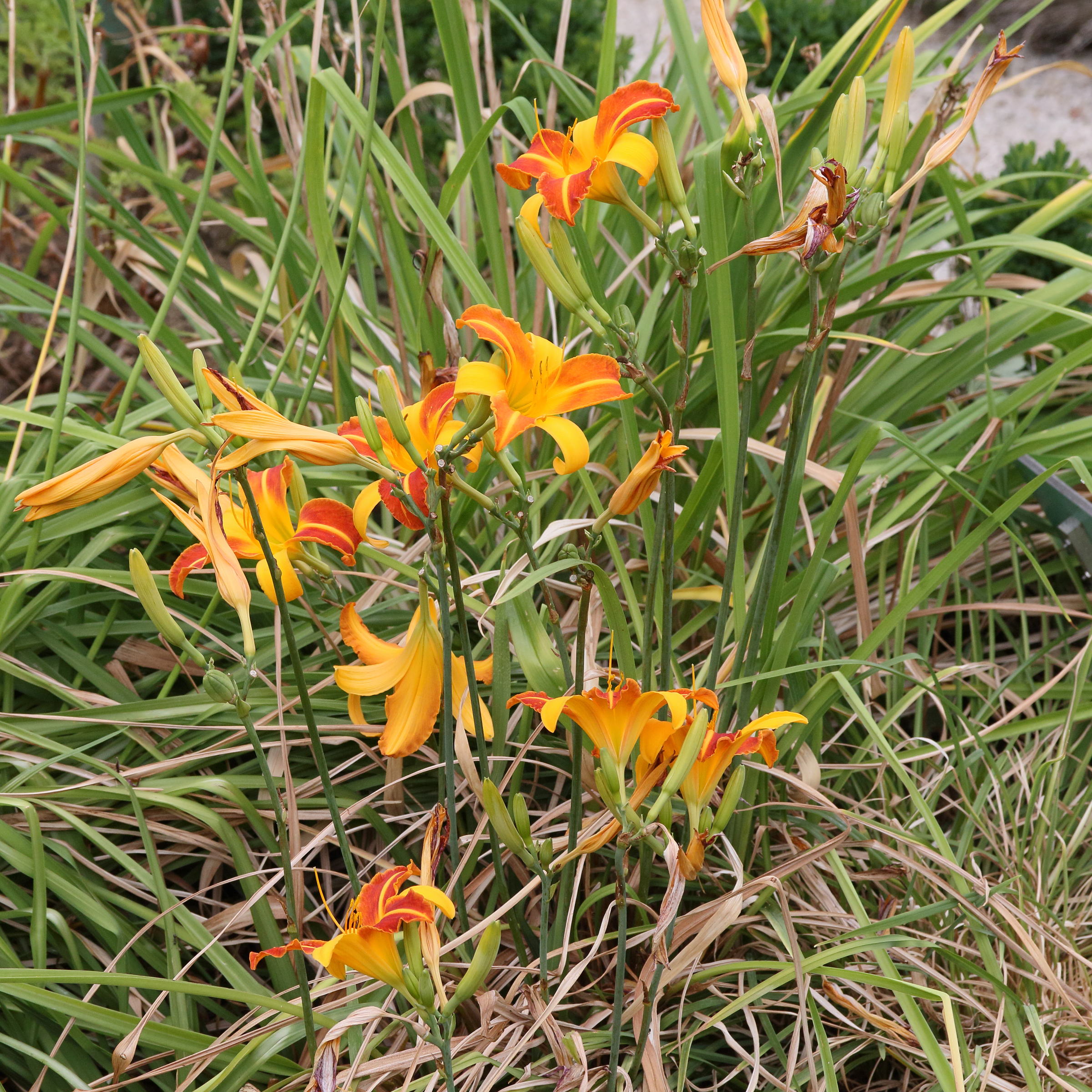 hemerocallis_fulva4md