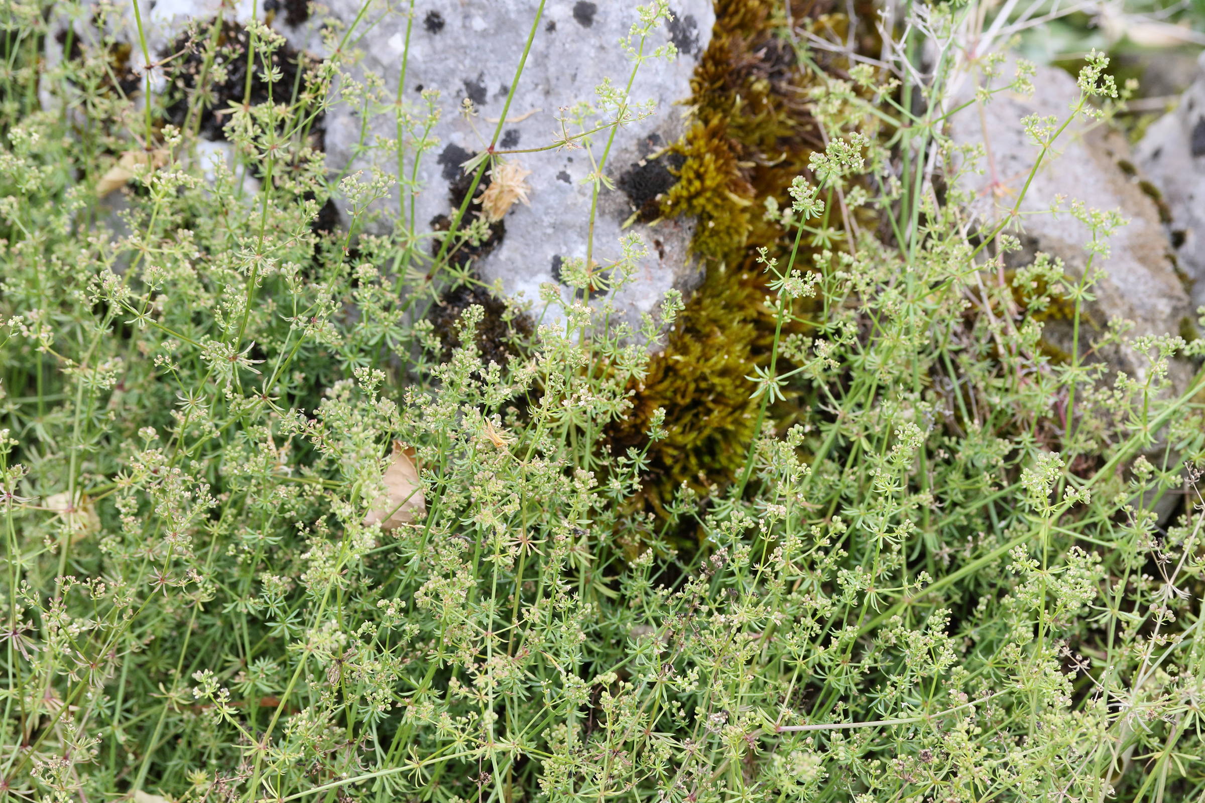 Afficher le média galium_fleurotii1md galium_fleurotii1md