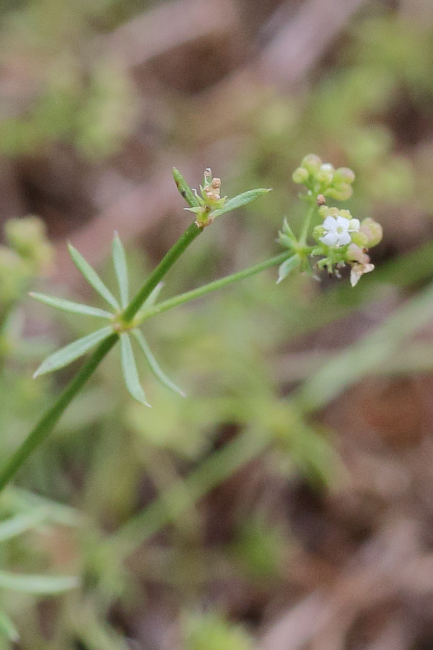 Afficher le média galium_fleurotii2md galium_fleurotii2md