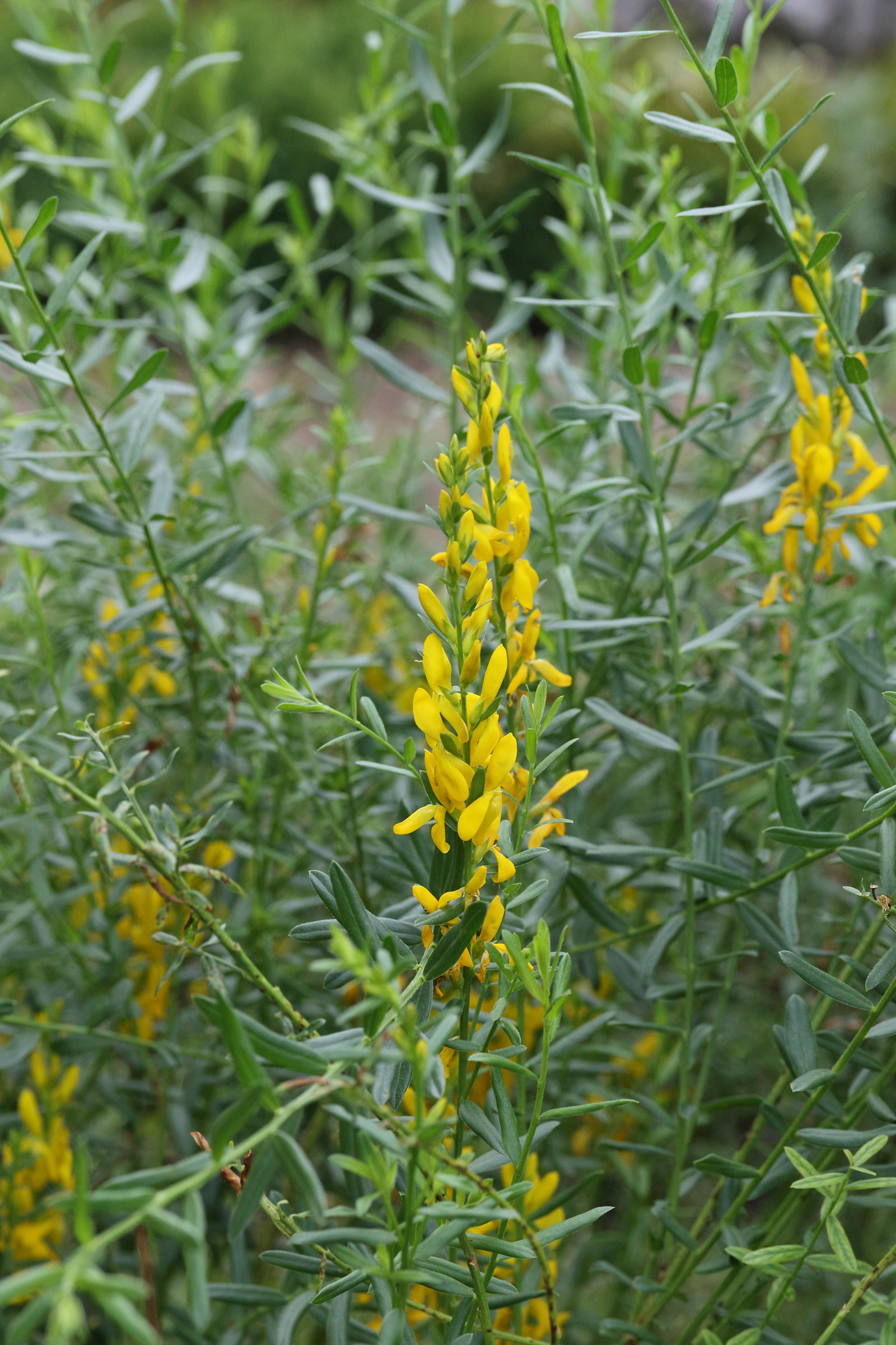 genista_tinctoria4md