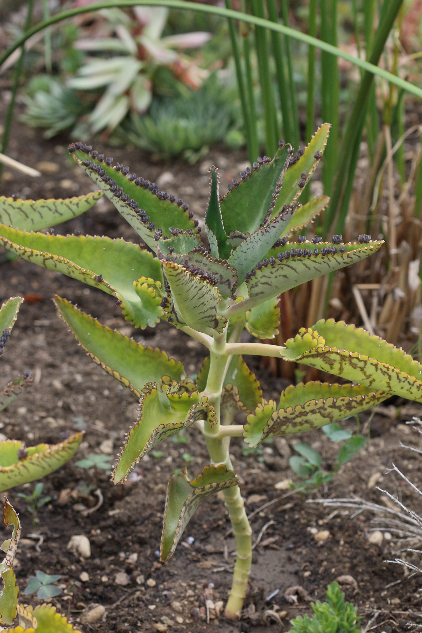 kalanchoe_serrata1bd