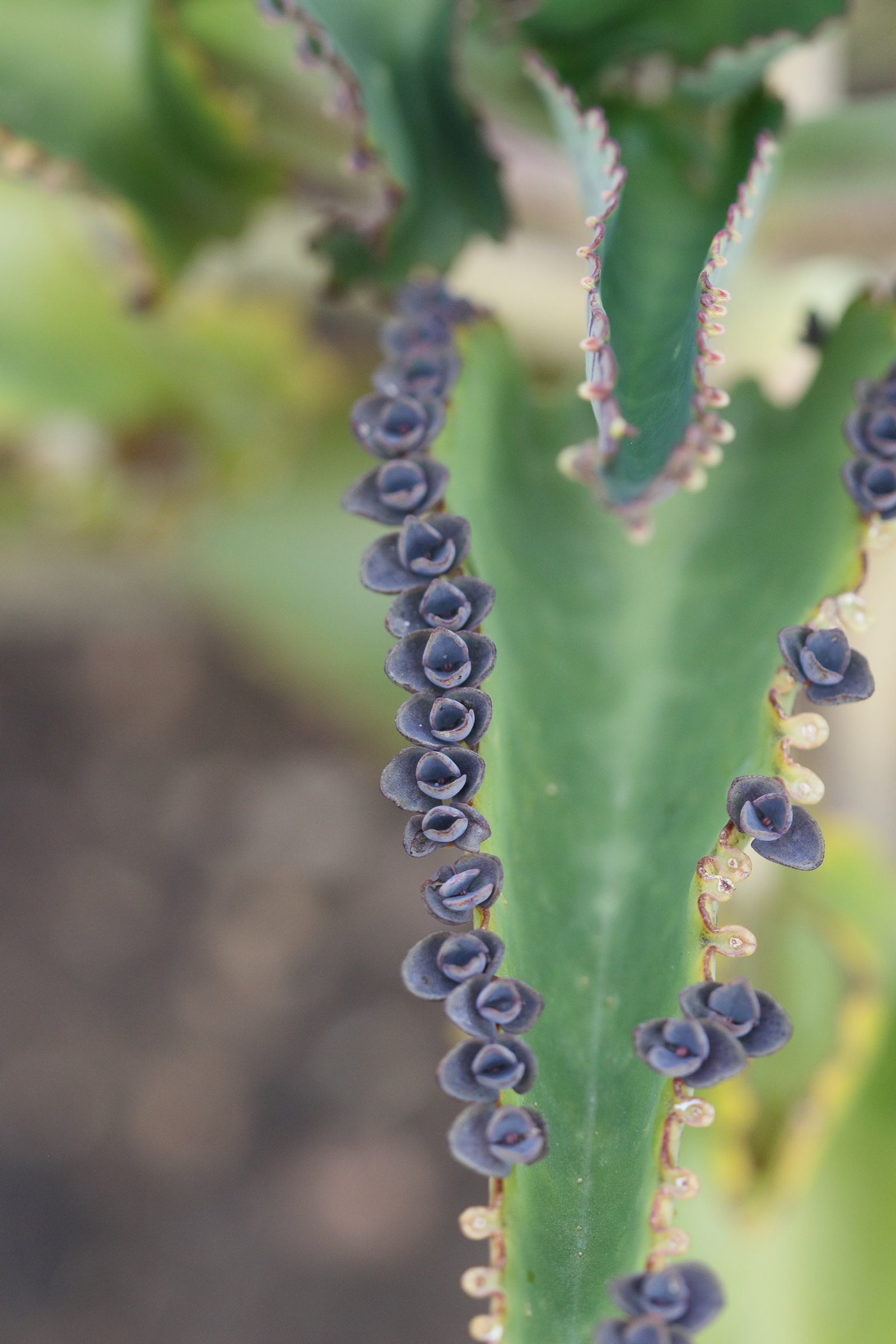 kalanchoe_serrata2bd