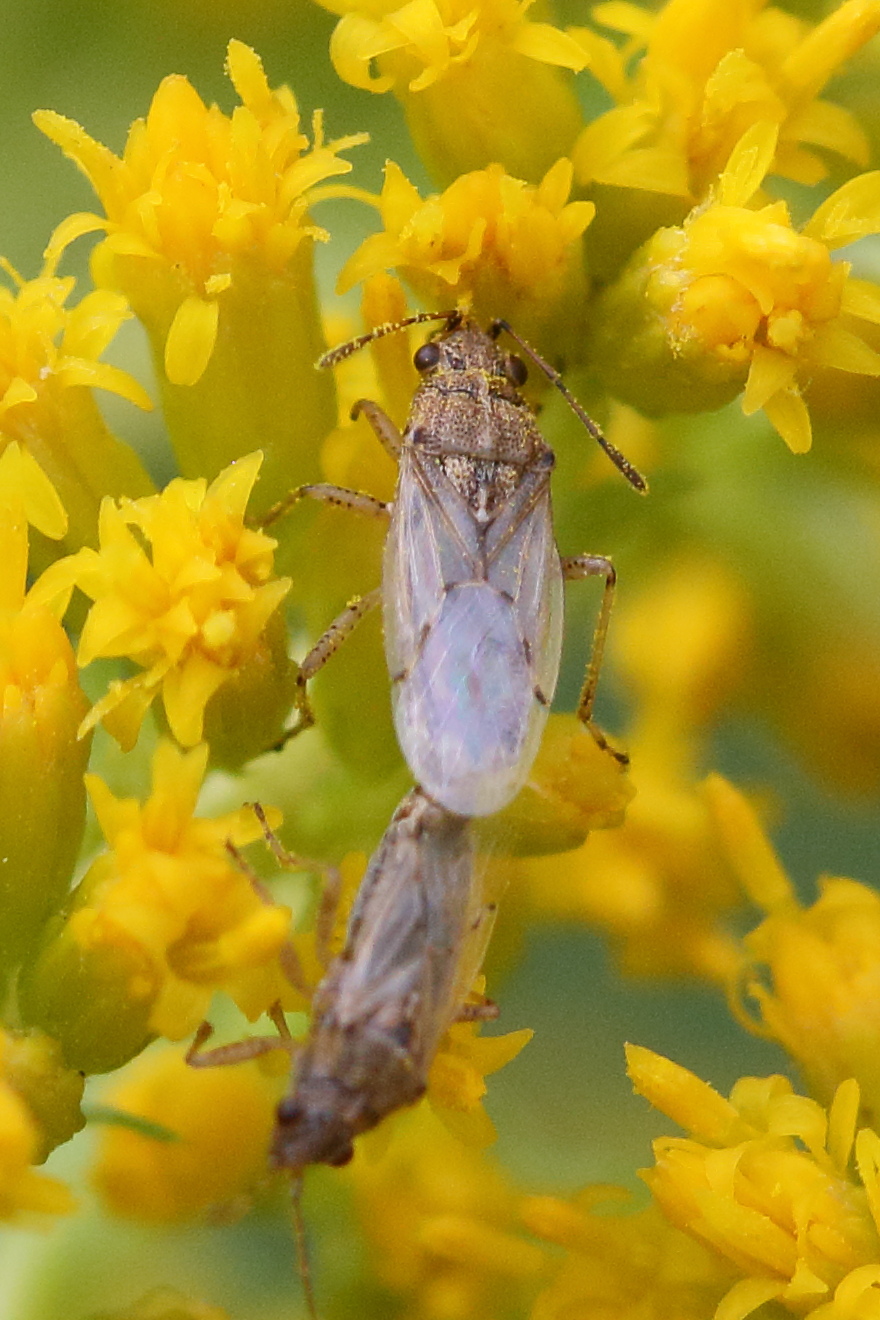 liorhyssus_hyalinus3bd