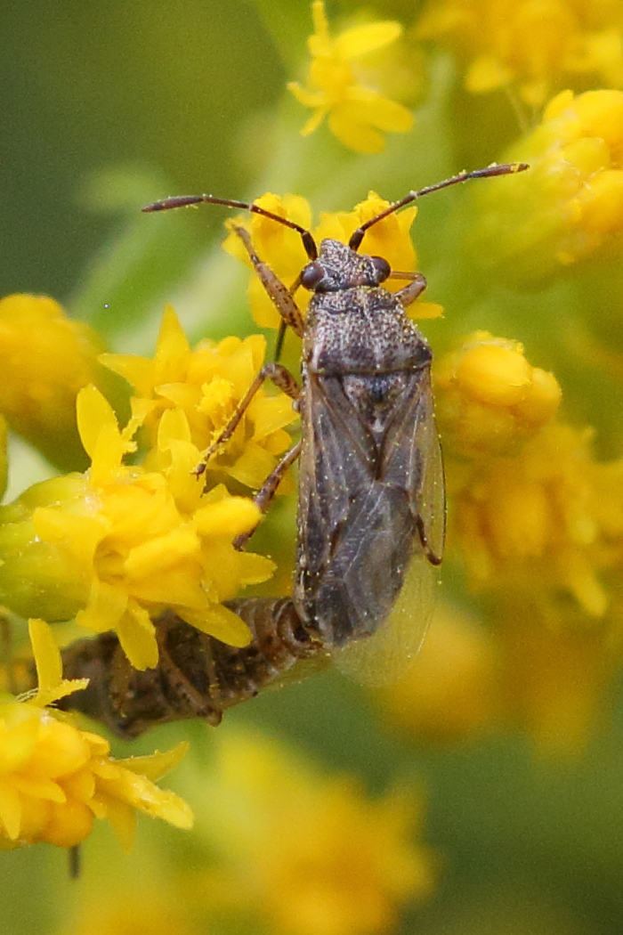 liorhyssus_hyalinus4bd