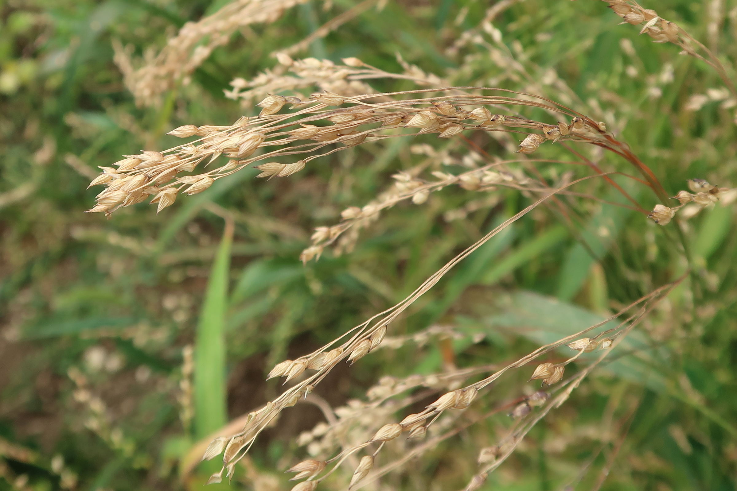 Afficher le média panicum_miliaceum7md panicum_miliaceum7md