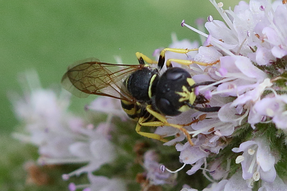 philanthus_triangulum3bd