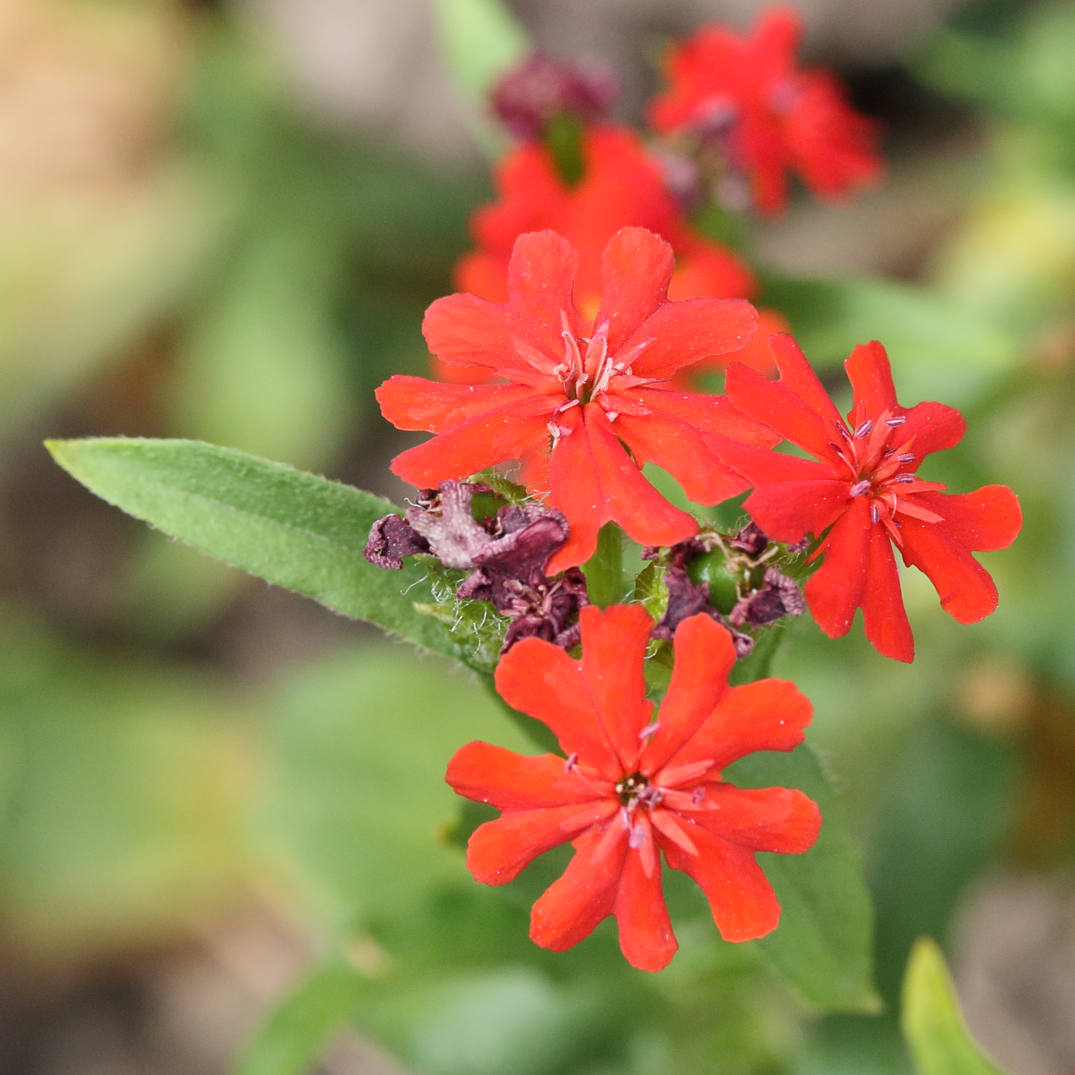 Afficher le média silene_chalcedonica1md silene_chalcedonica1md