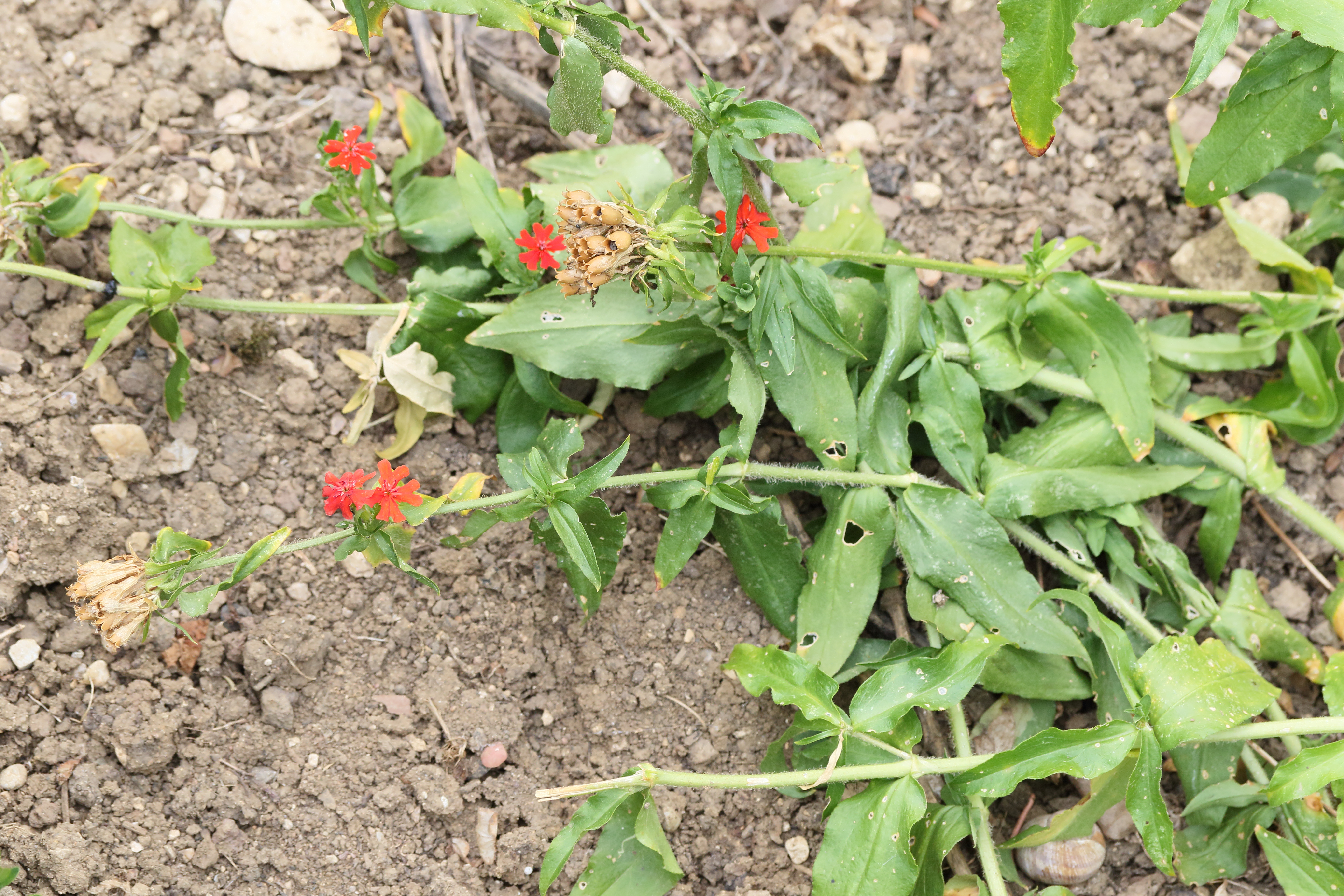 Afficher le média silene_chalcedonica2md silene_chalcedonica2md