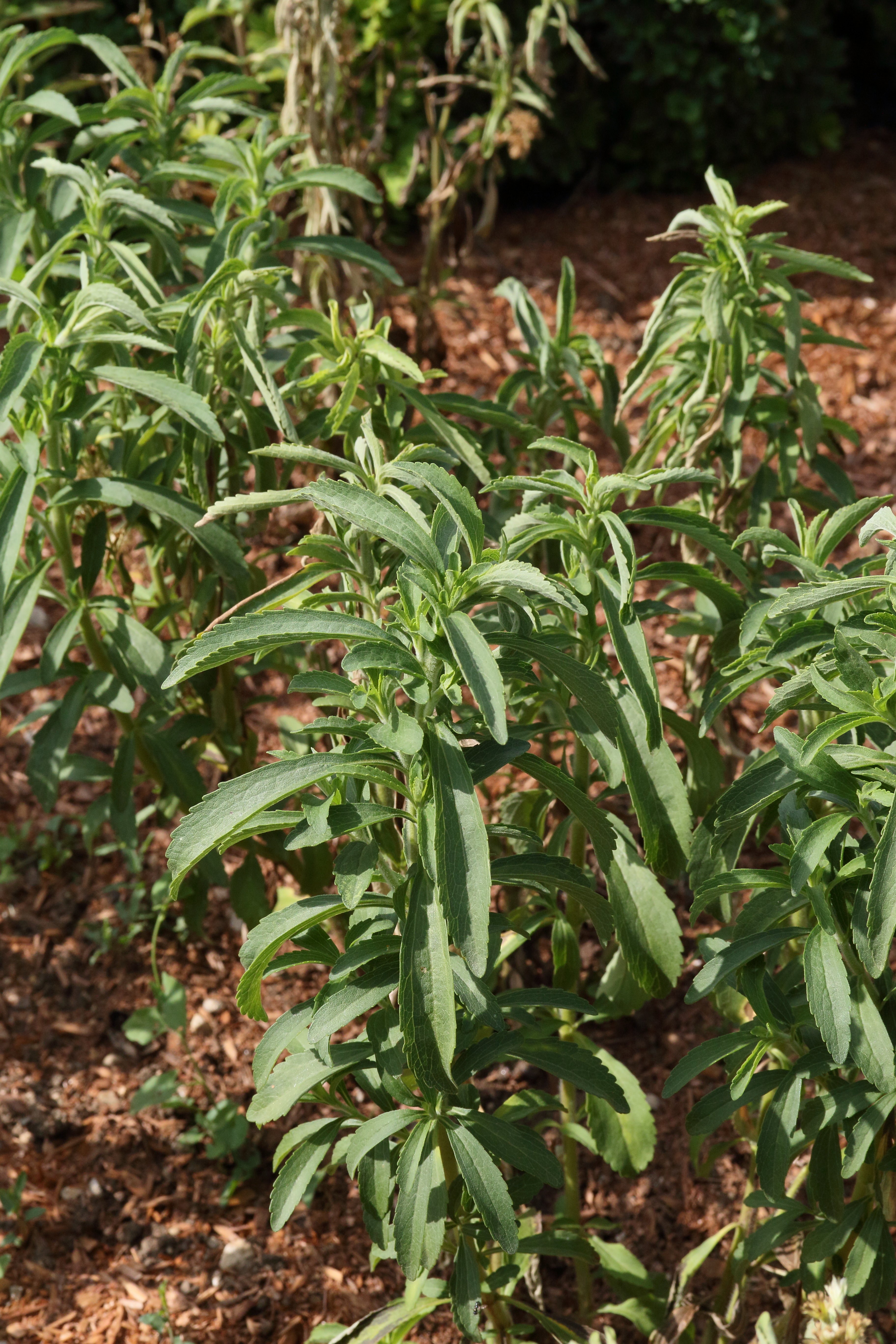 stevia_rebaudiana1md