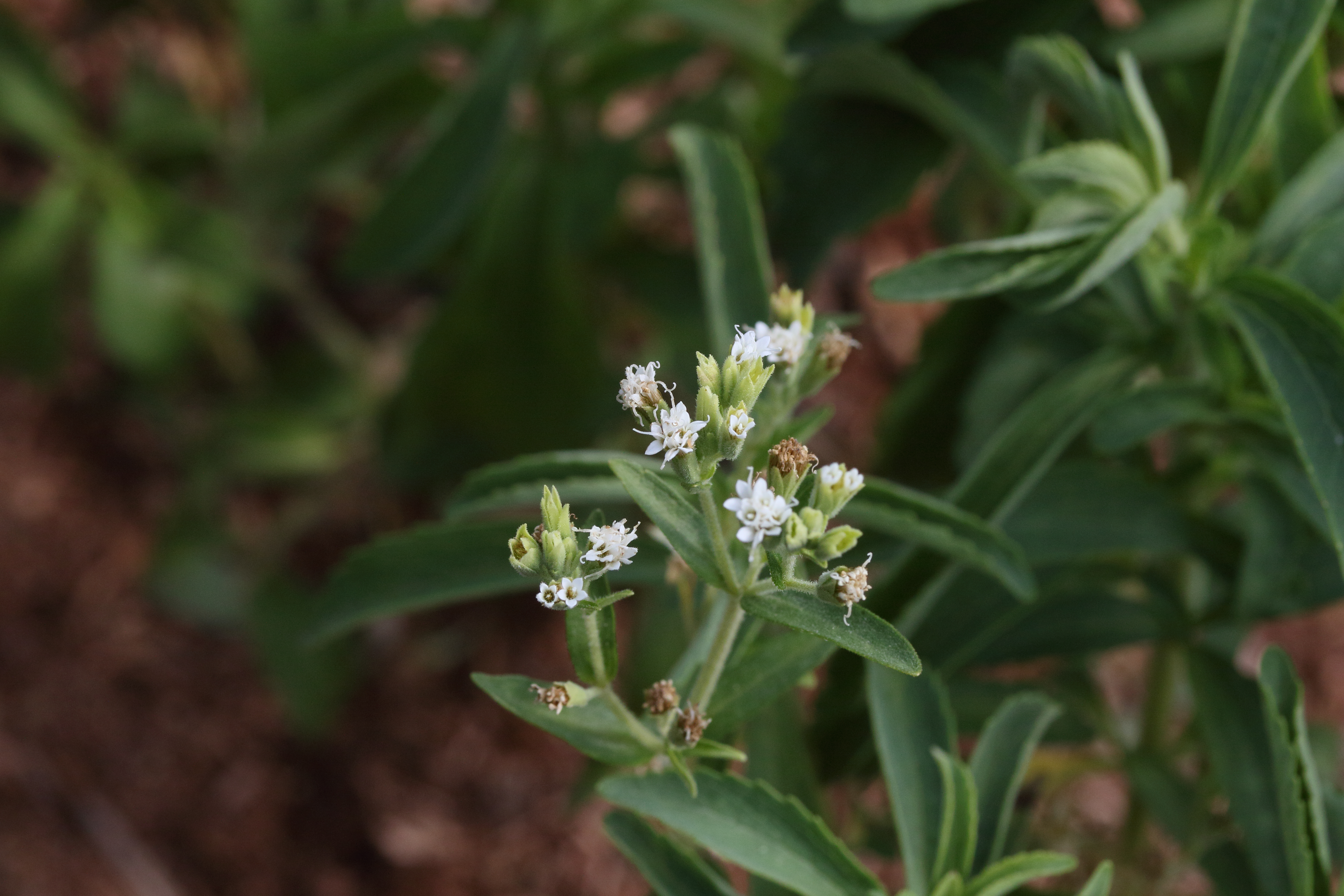 stevia_rebaudiana2md