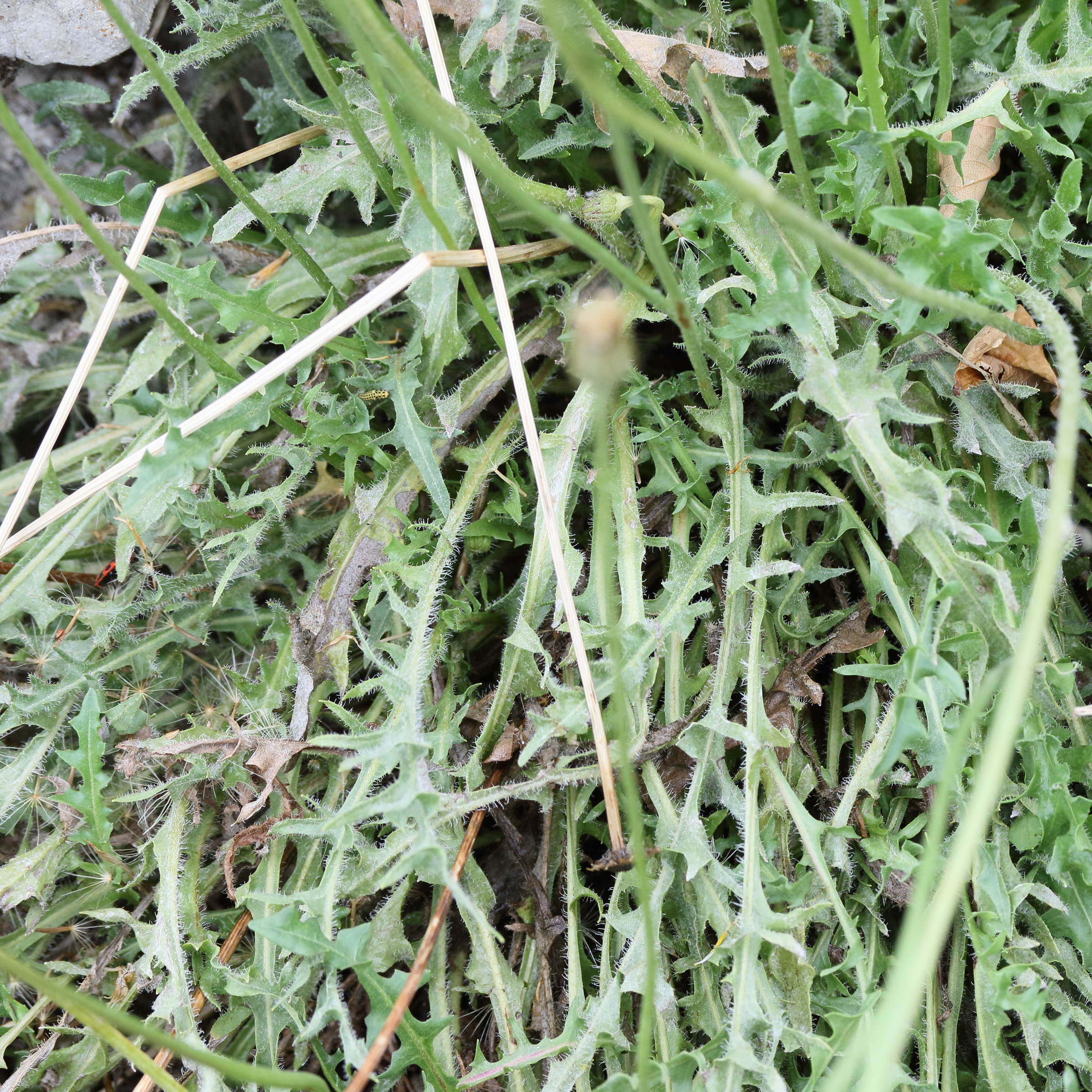 taraxacum_erythrospermum1md