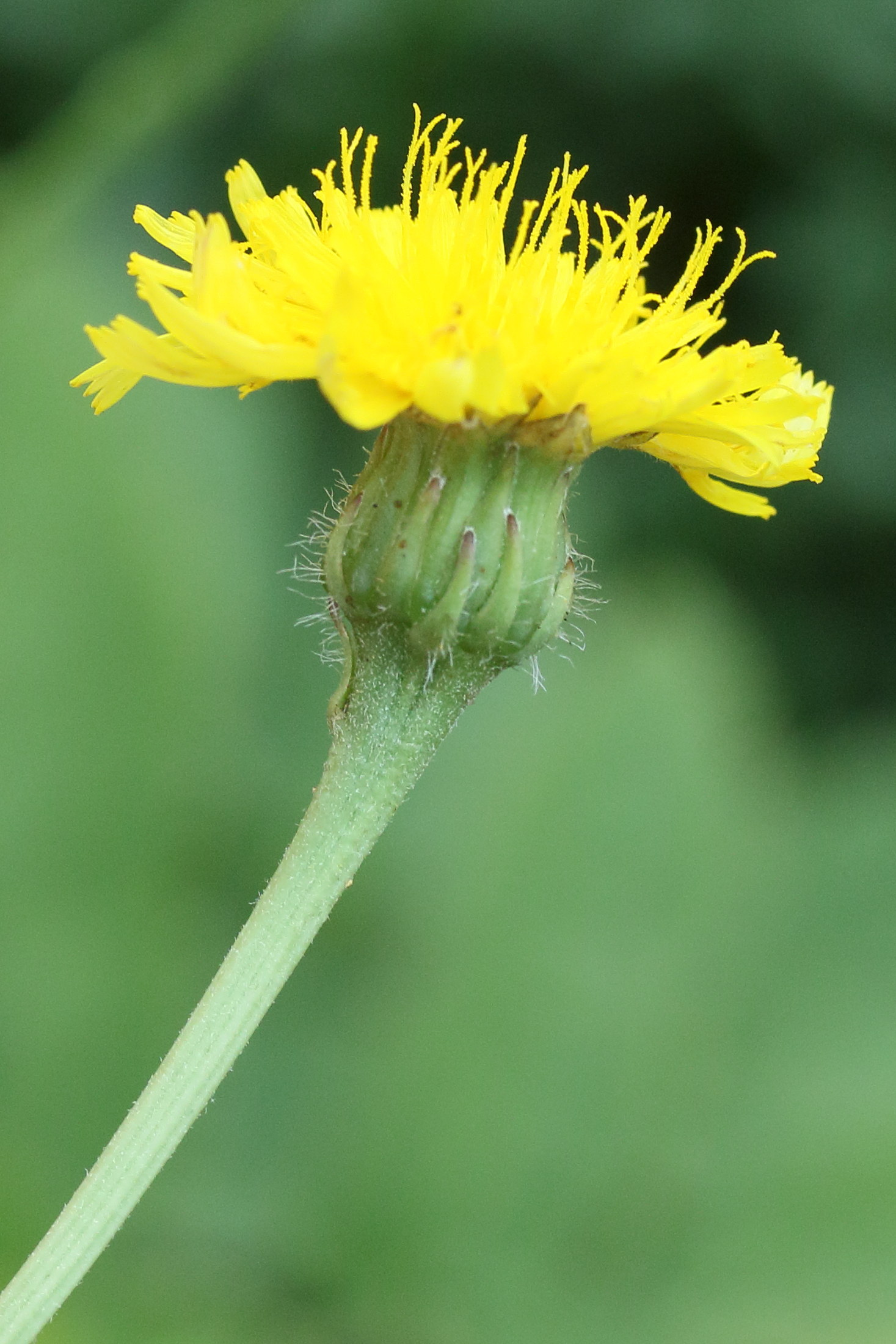 taraxacum_erythrospermum2md