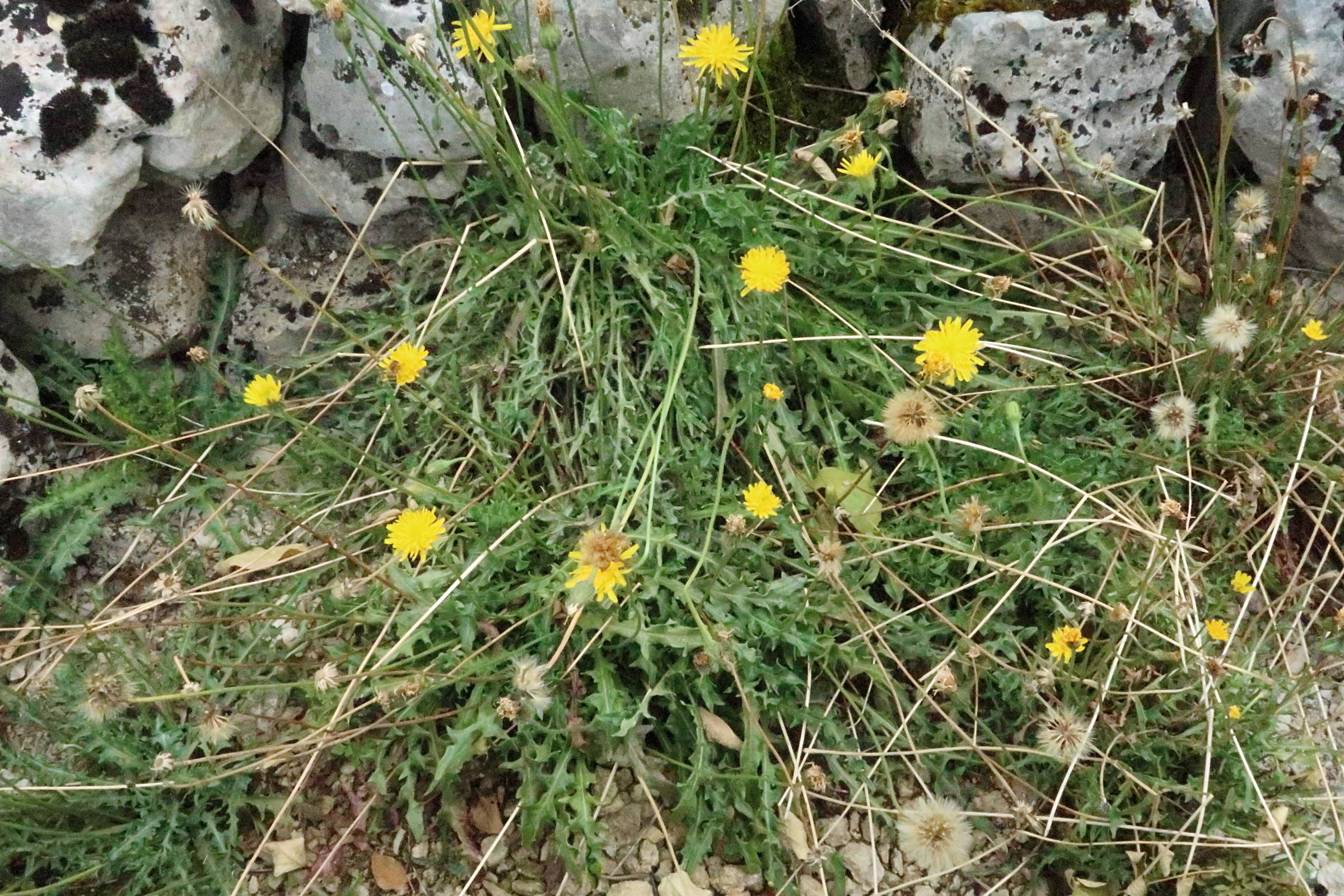 taraxacum_erythrospermum4md