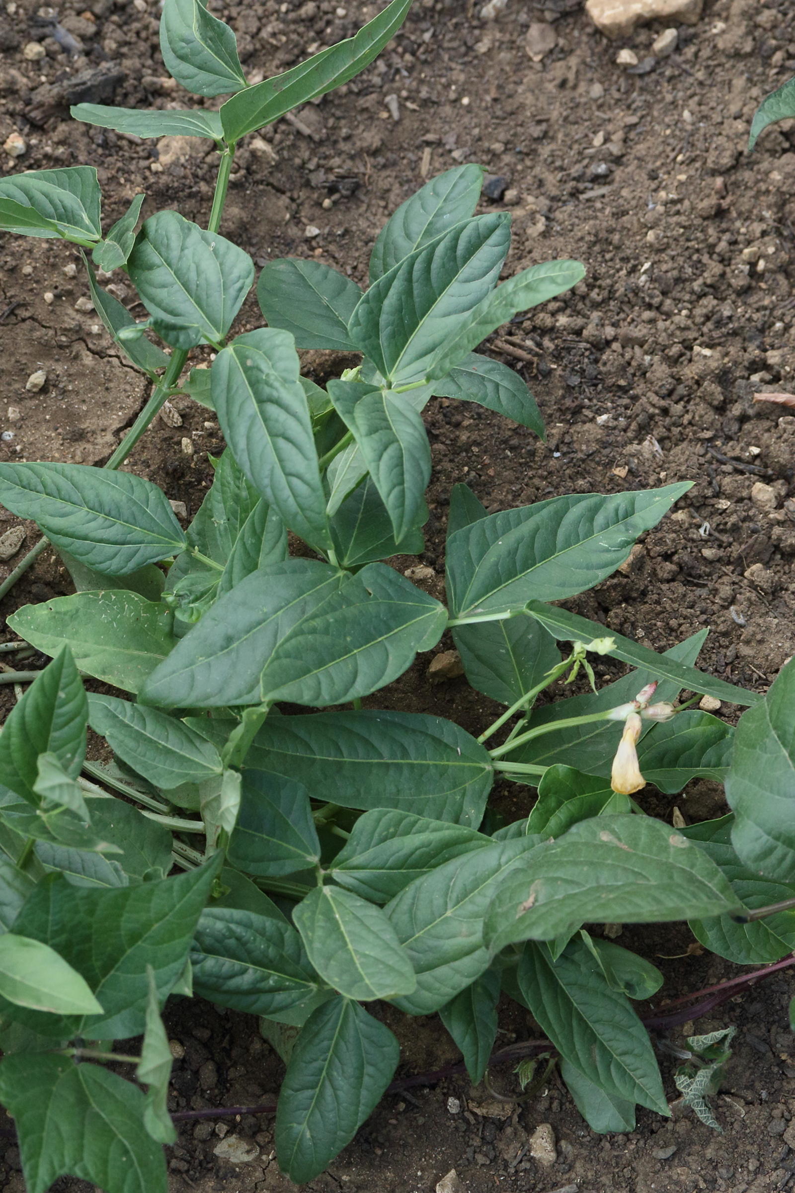 vigna_unguiculata_sesquipedalis4md