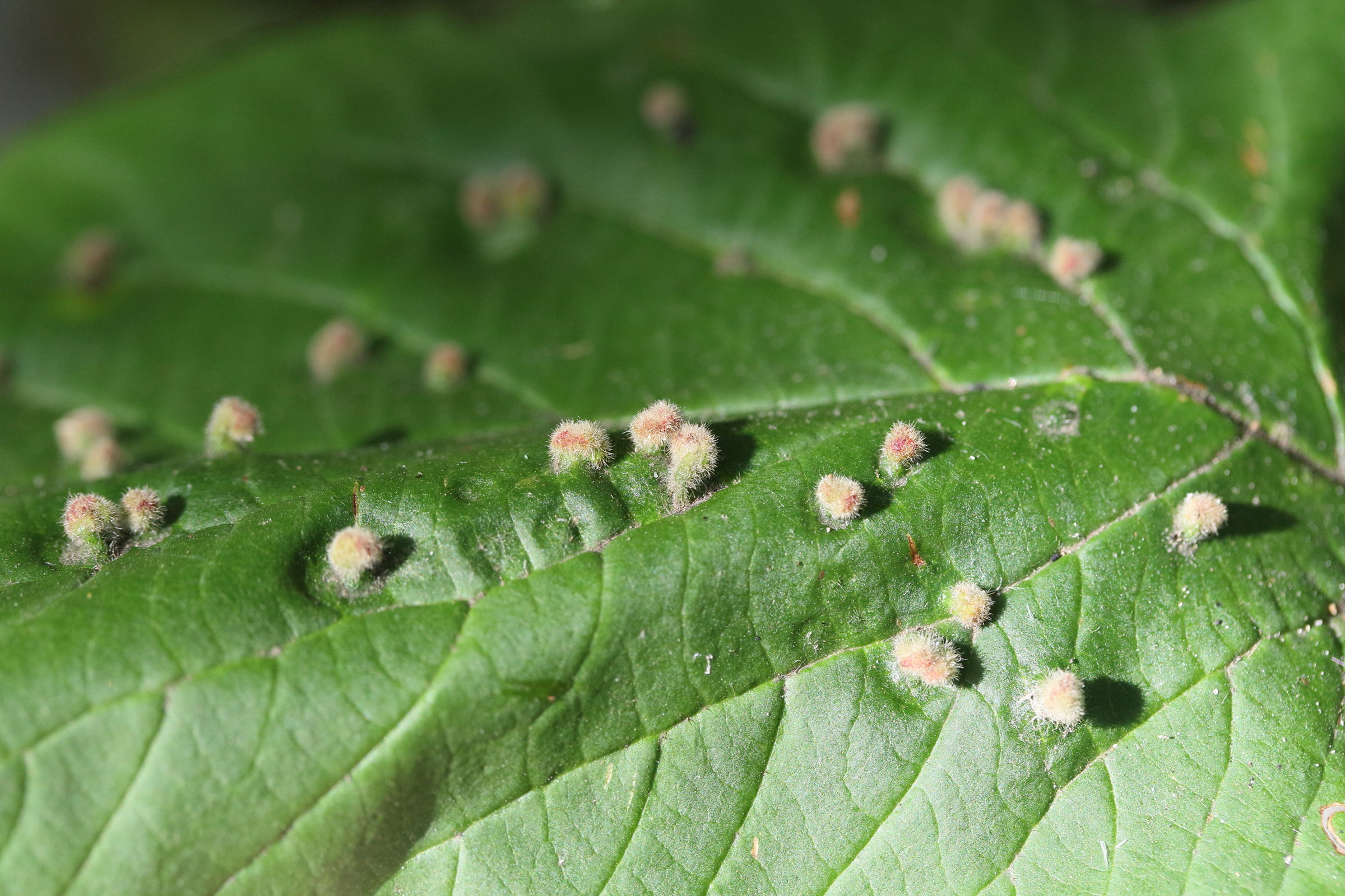 Afficher le média eriophyes_viburni_galle1md eriophyes_viburni_galle1md