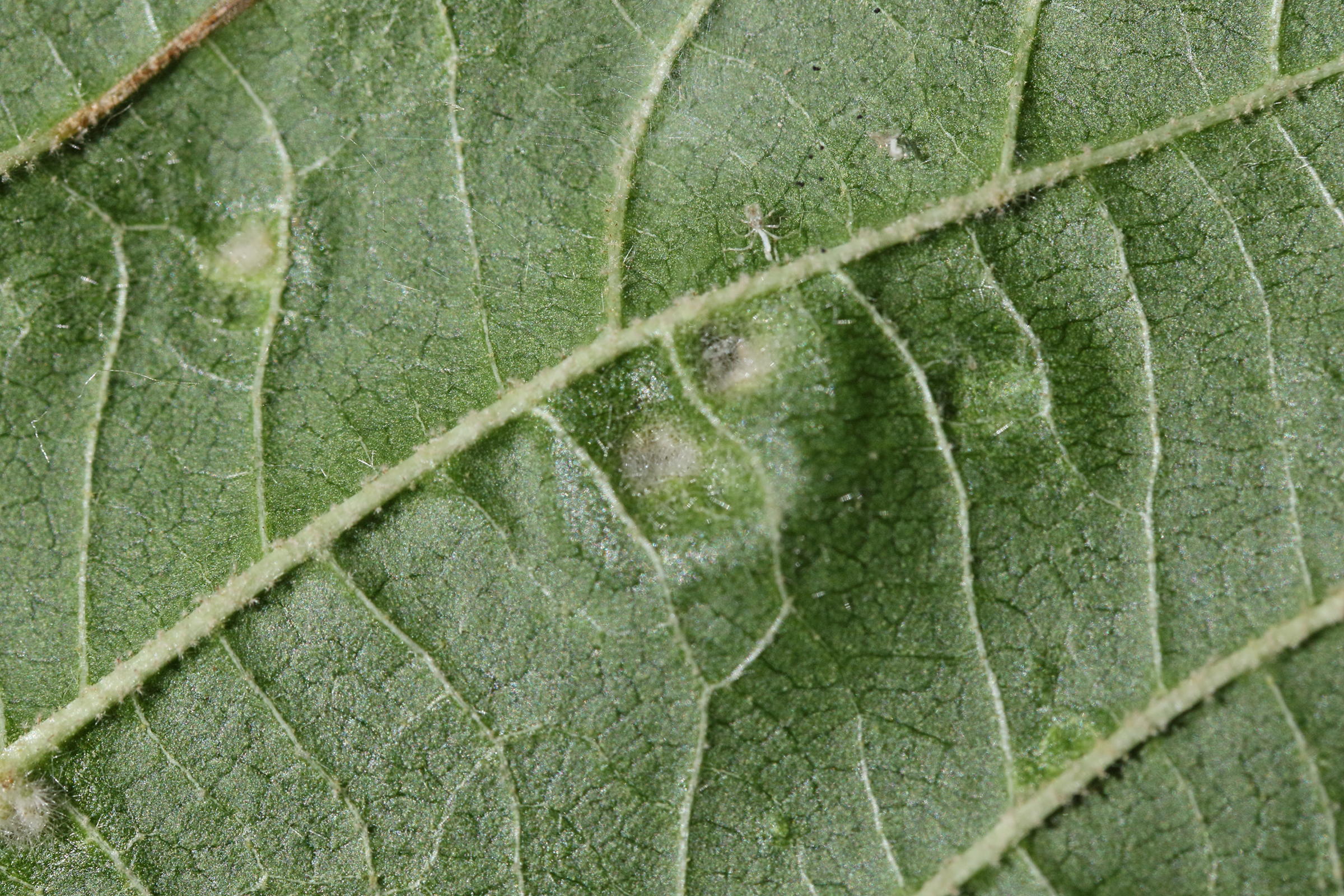 Afficher le média eriophyes_viburni_galle2md eriophyes_viburni_galle2md