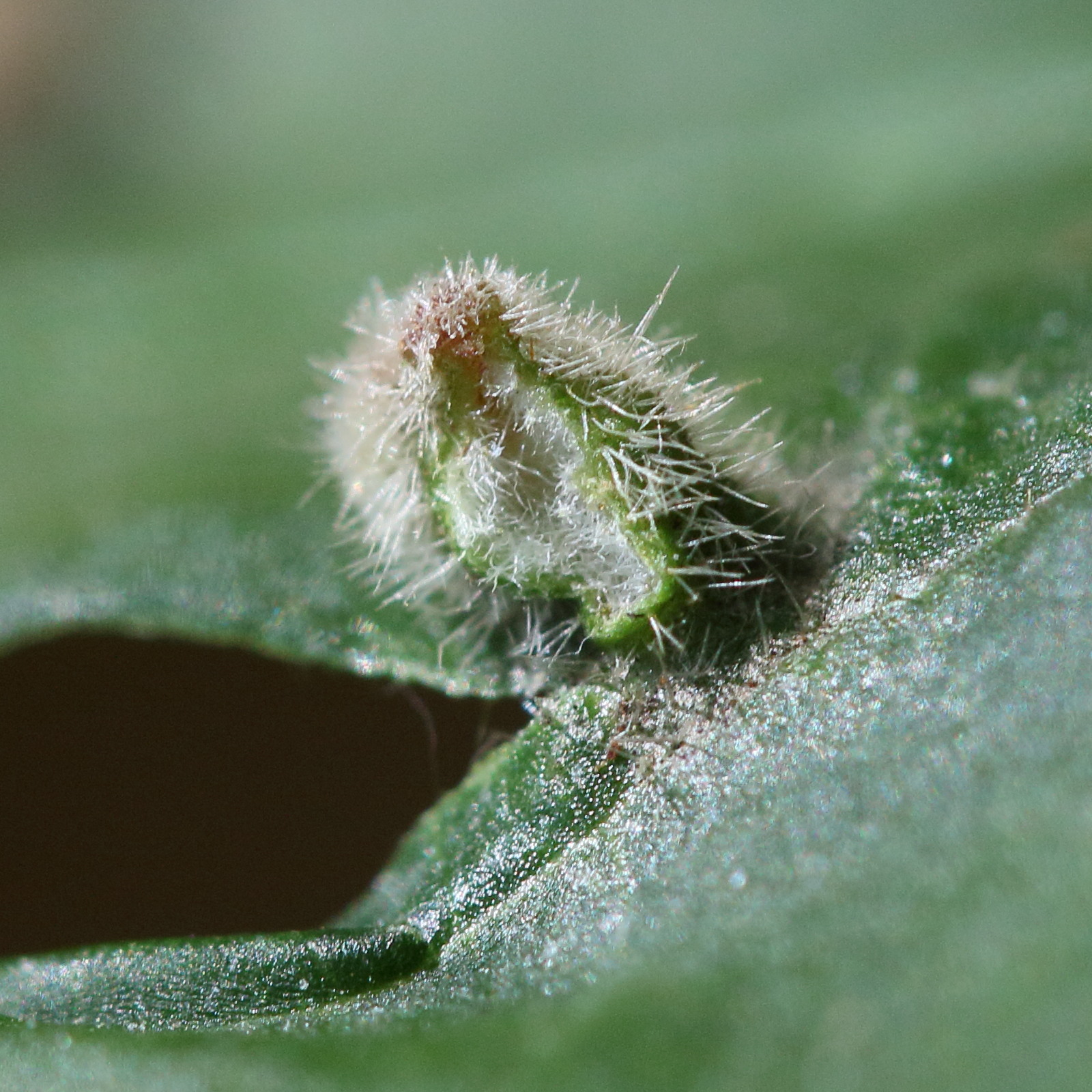 Afficher le média eriophyes_viburni_galle3md eriophyes_viburni_galle3md