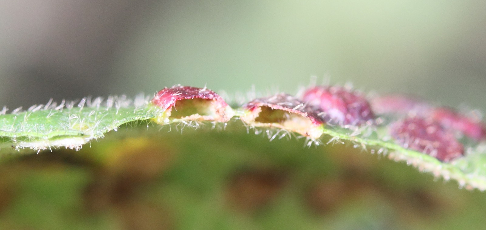 sackenomyia_reaumuri_galle3md