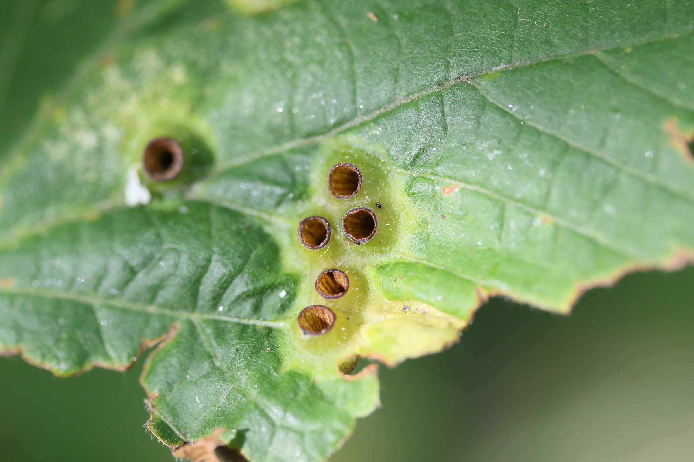 Afficher le média didymomyia_tiliacea_galle1md didymomyia_tiliacea_galle1md