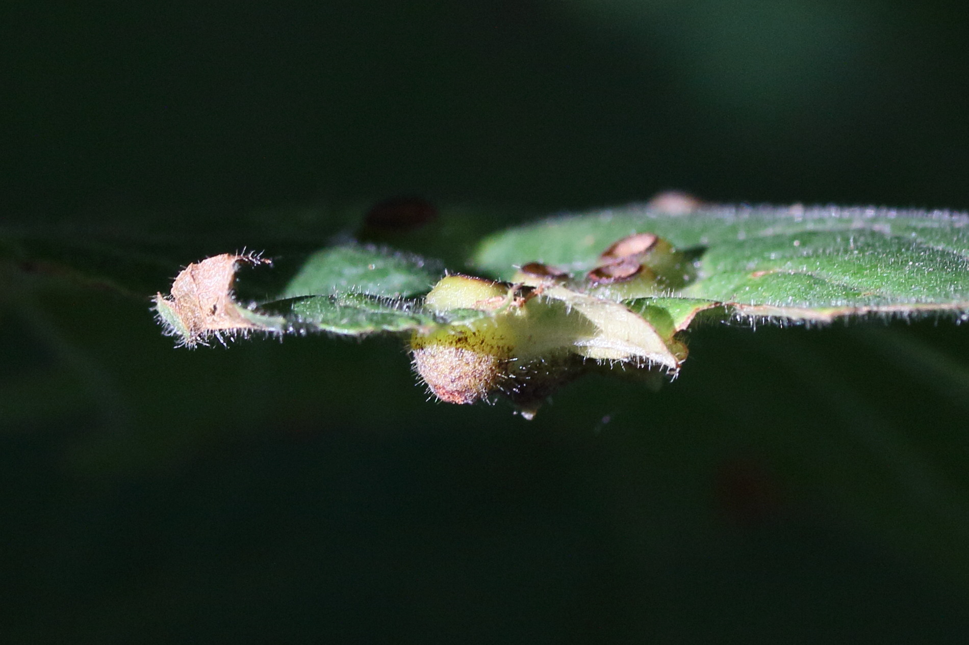 Afficher le média didymomyia_tiliacea_galle2md didymomyia_tiliacea_galle2md