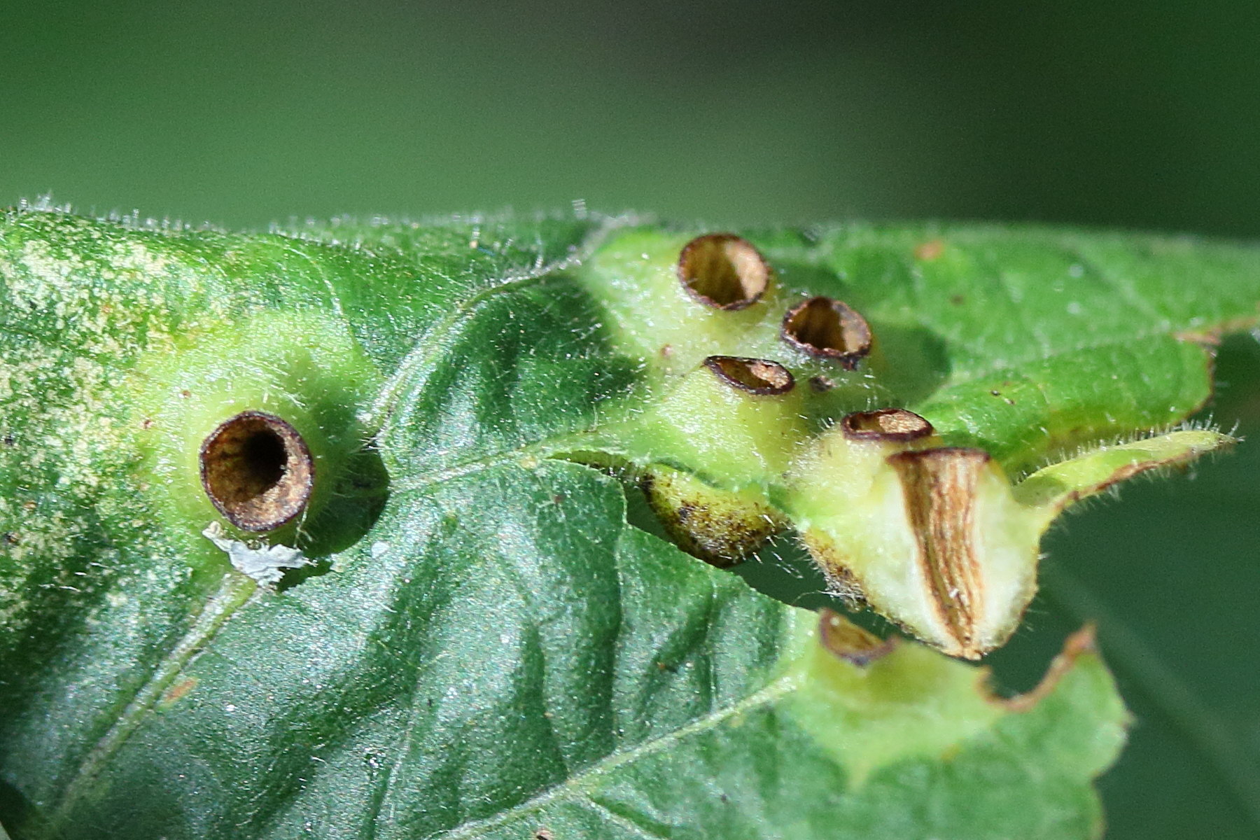 Afficher le média didymomyia_tiliacea_galle3md didymomyia_tiliacea_galle3md