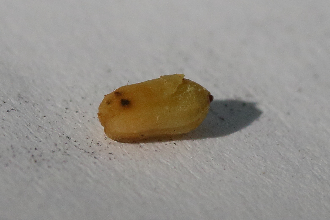 Afficher le média didymomyia_tiliacea_galle4md didymomyia_tiliacea_galle4md