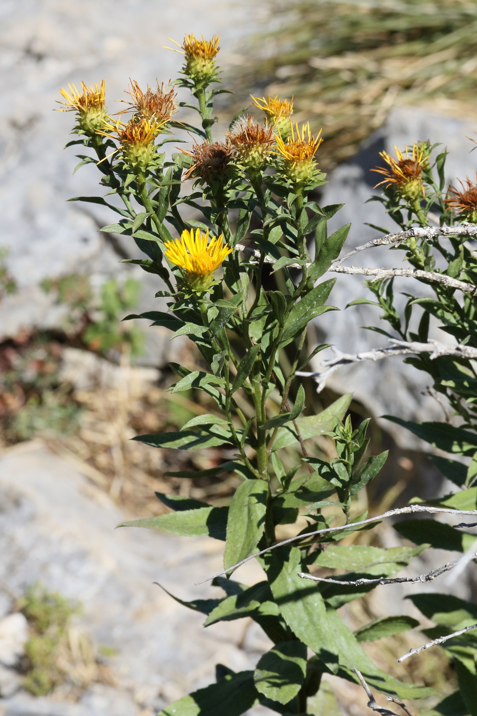 Afficher le média inula_spiraeifolia5md inula_spiraeifolia5md