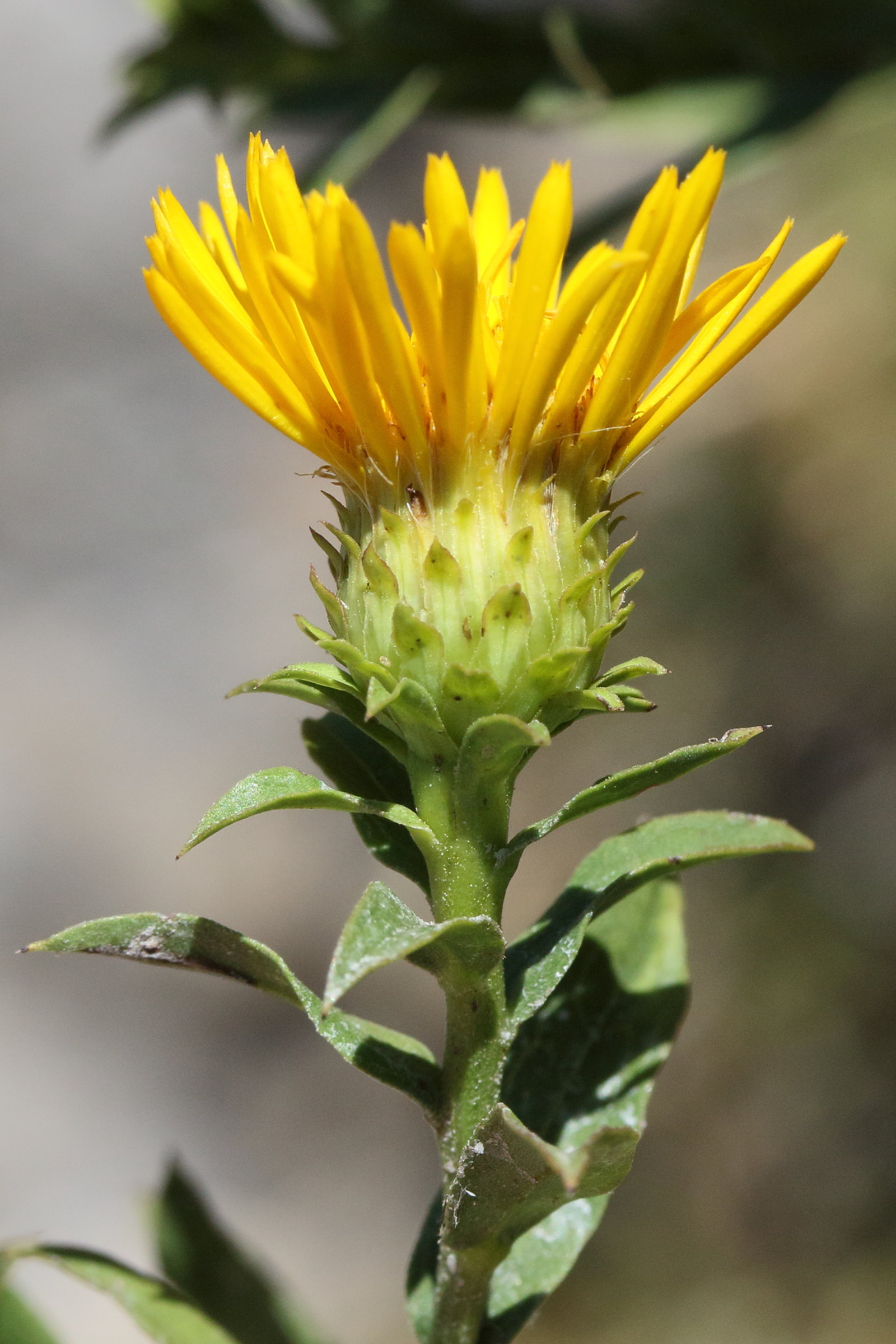 Afficher le média inula_spiraeifolia6md inula_spiraeifolia6md
