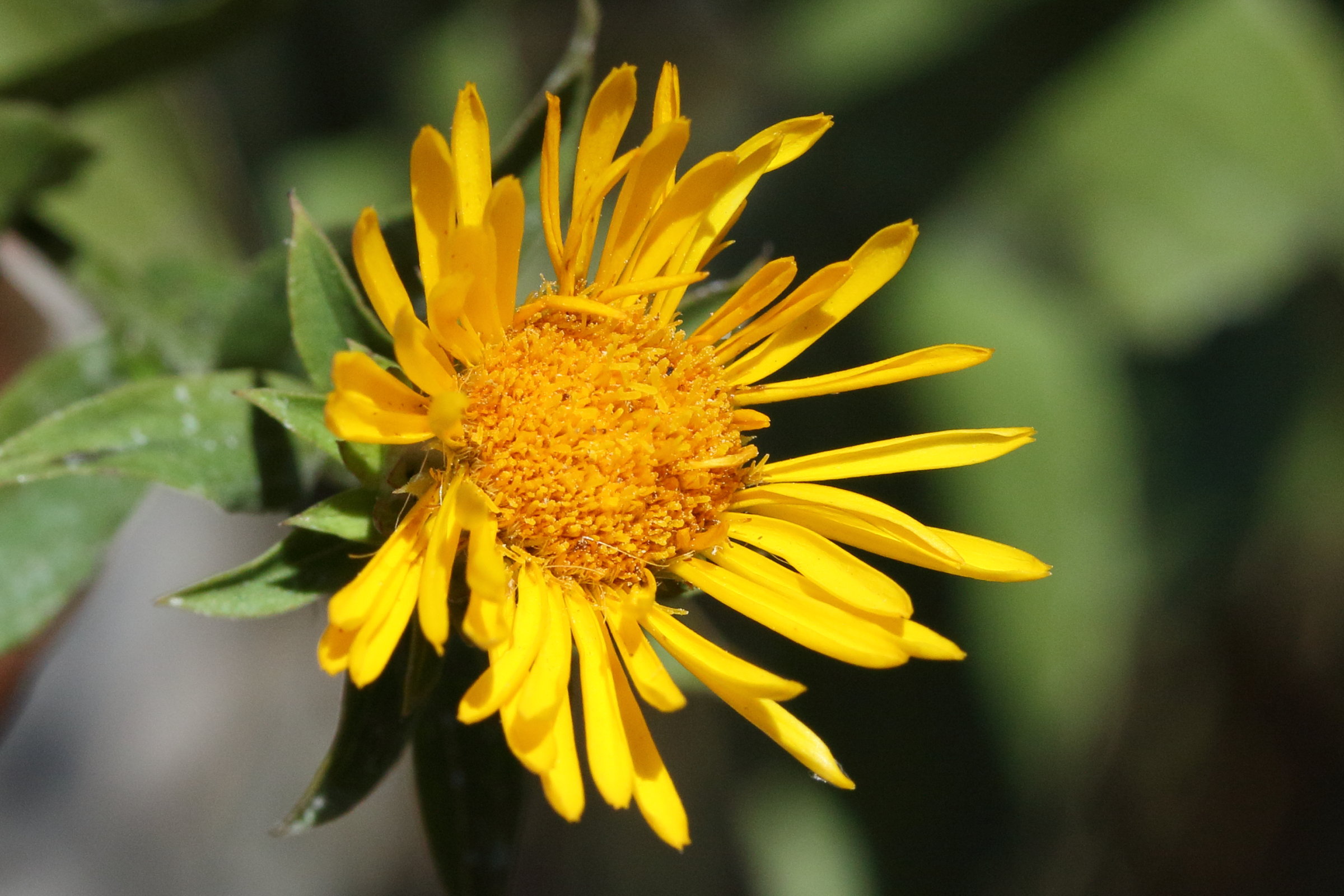 Afficher le média inula_spiraeifolia7md inula_spiraeifolia7md