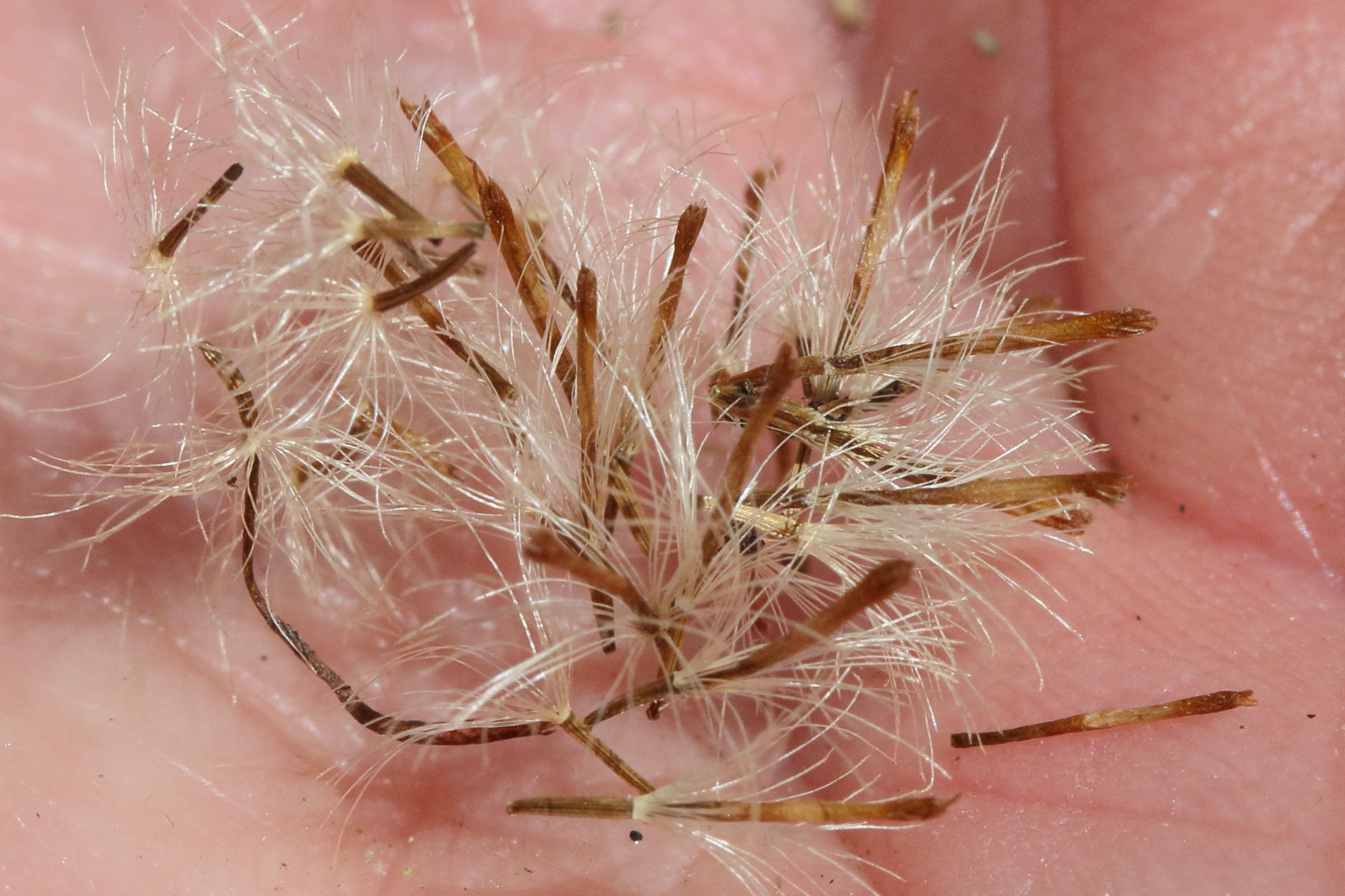 Afficher le média inula_spiraeifolia8md inula_spiraeifolia8md