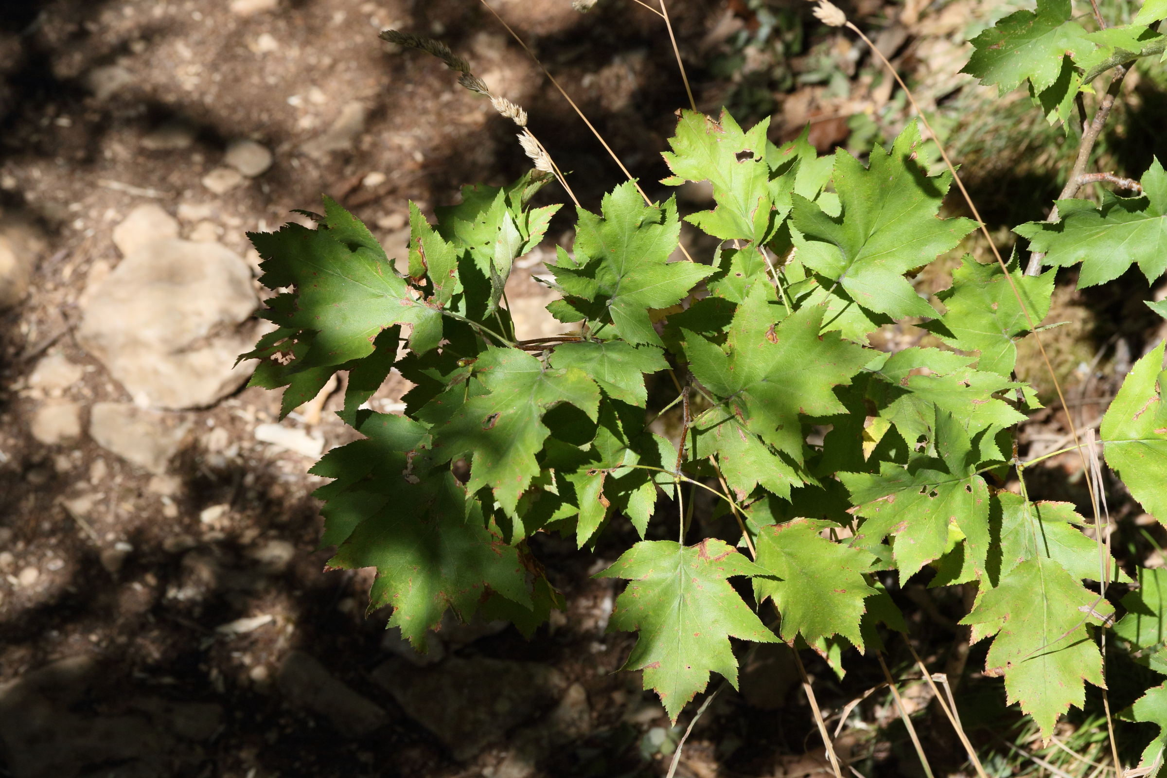 sorbus_torminalis5md