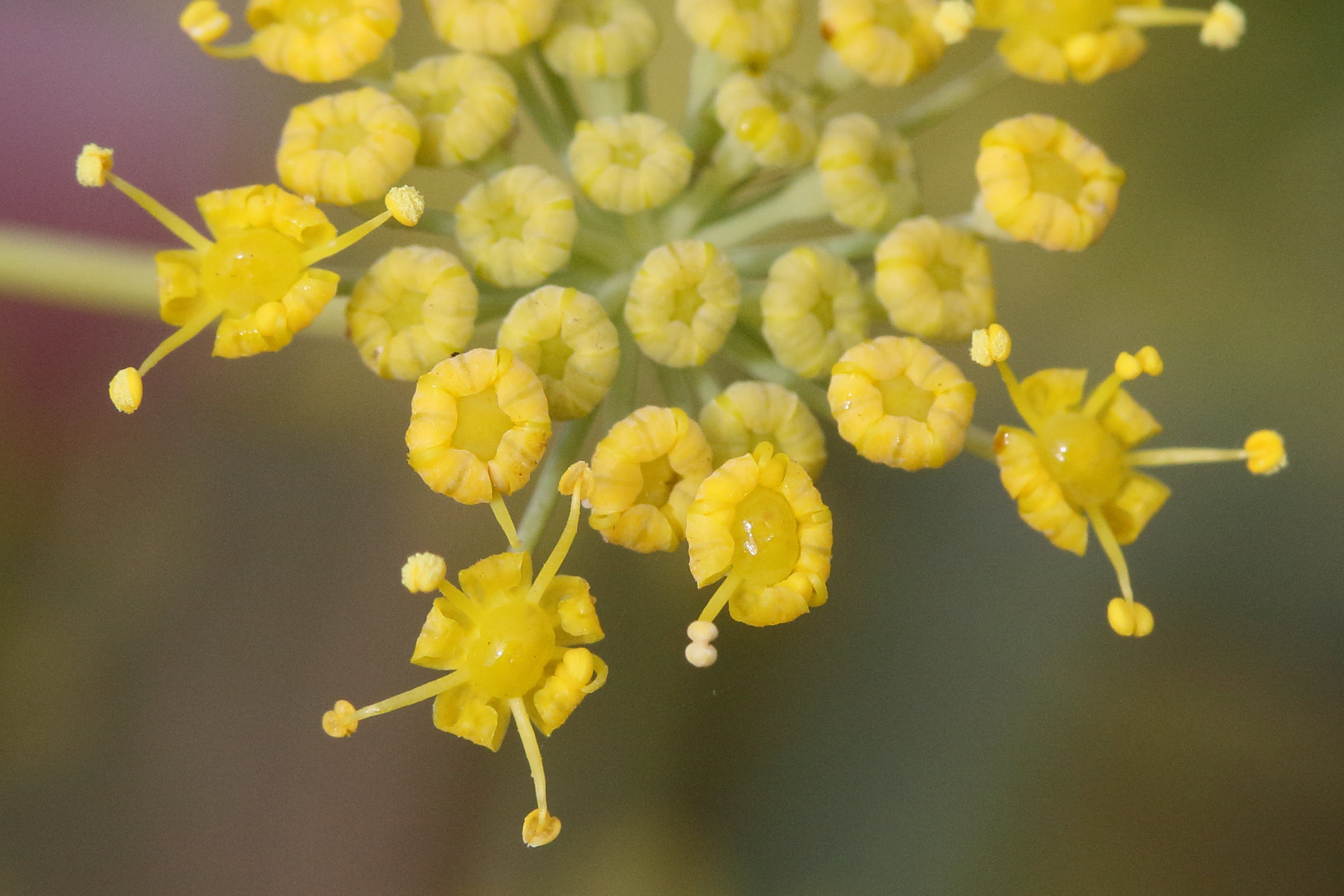 foeniculum_vulgare6md