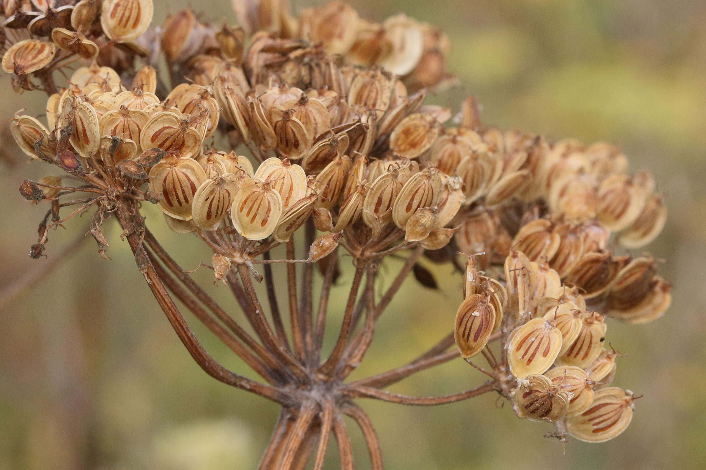 heracleum_sphondylium7md